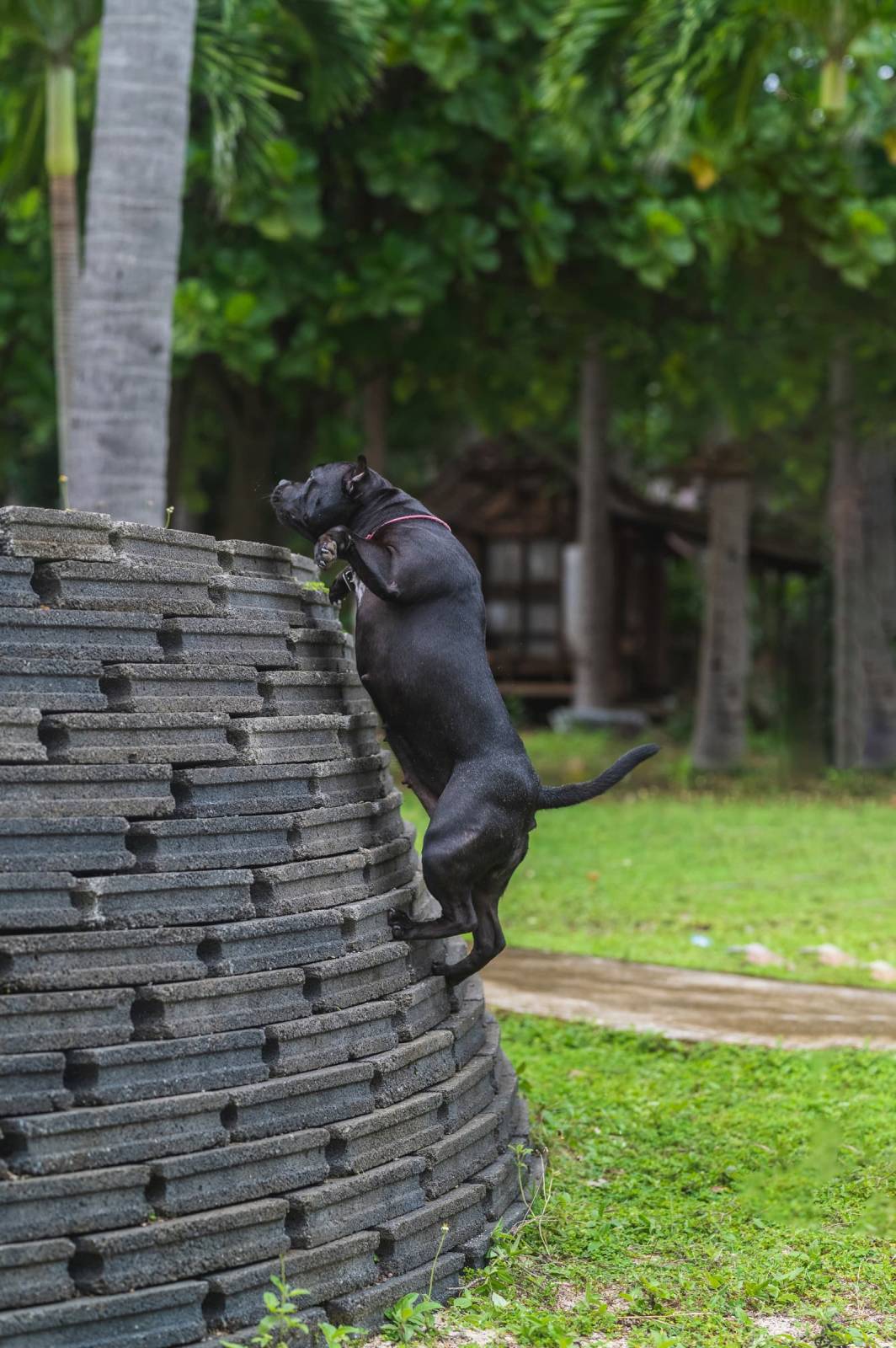 dogs Valeriia @EasyDogMe กับ Stuffy และ Kerry Blue Terrier. บาทต่อภาพ 117840 (2023-05-03 22:16:30)