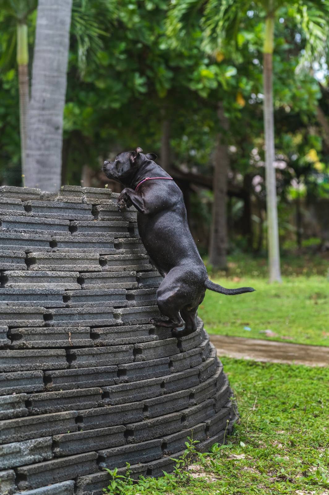 dogs Valeriia @EasyDogMe กับ Stuffy และ Kerry Blue Terrier. บาทต่อภาพ 117844 (2023-05-03 22:16:30)