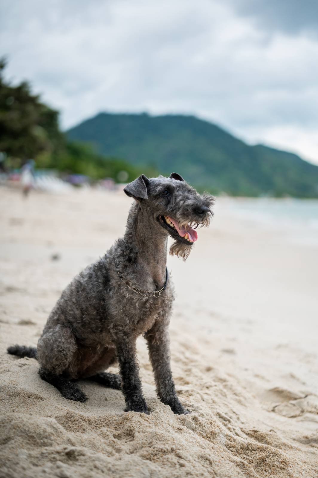 dogs Valeriia @EasyDogMe กับ Stuffy และ Kerry Blue Terrier. บาทต่อภาพ 117852 (2023-05-03 22:16:30)