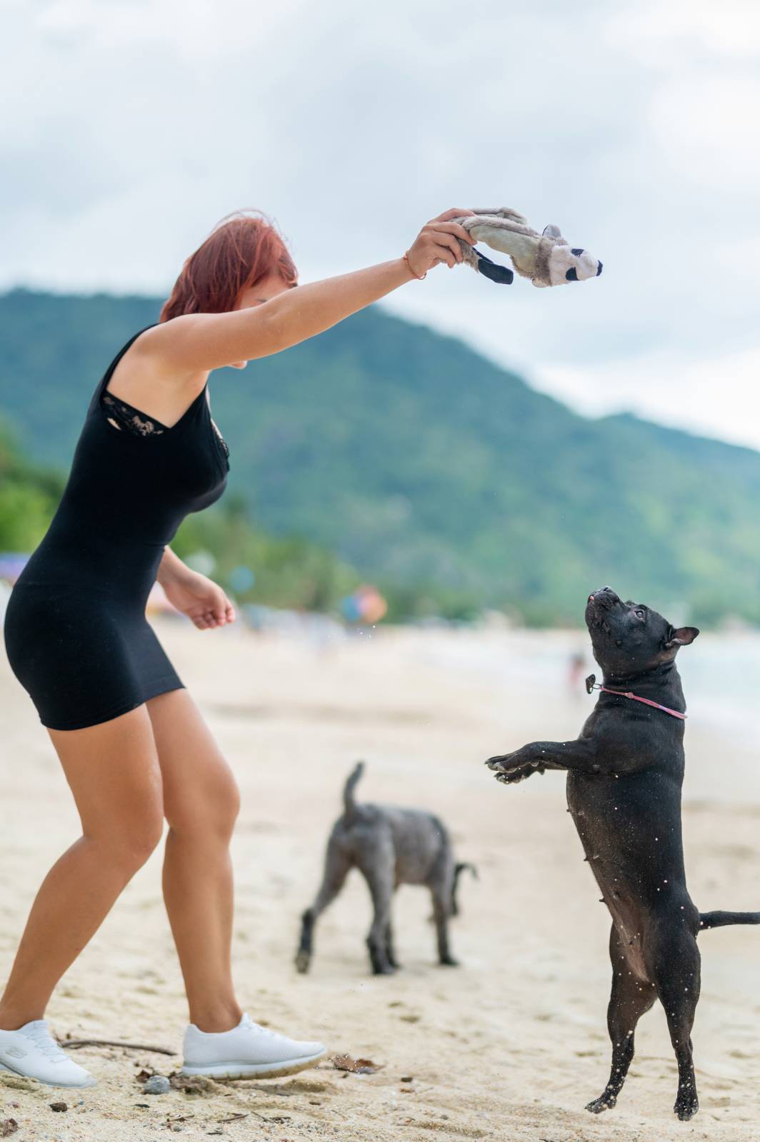dogs Valeriia @EasyDogMe กับ Stuffy และ Kerry Blue Terrier. บาทต่อภาพ 117854 (2023-05-03 22:16:30)