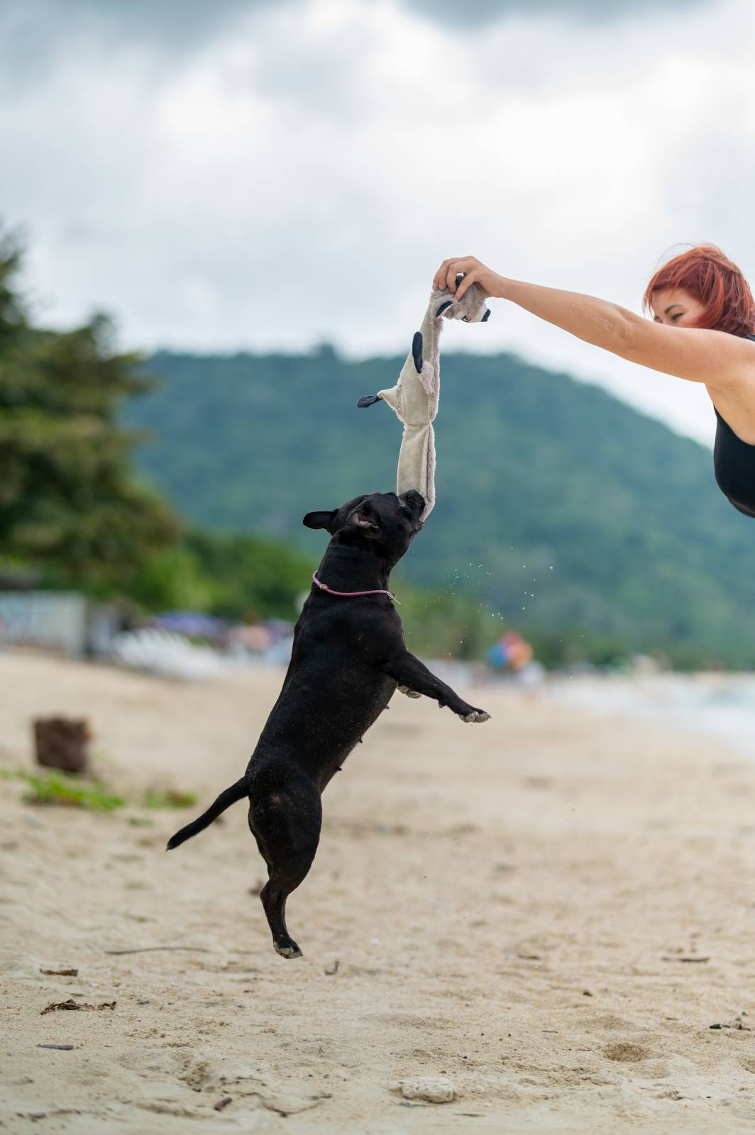 dogs Valeriia @EasyDogMe กับ Stuffy และ Kerry Blue Terrier. บาทต่อภาพ 117856 (2023-05-03 22:16:30)