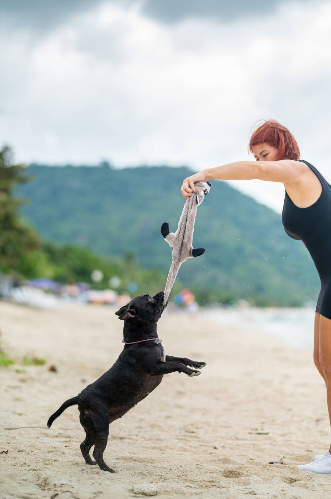 dogs Valeriia @EasyDogMe กับ Stuffy และ Kerry Blue Terrier. บาทต่อภาพ 117861 (2023-05-03 22:16:30)