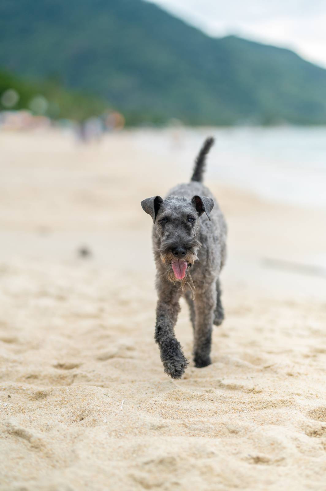 dogs Valeriia @EasyDogMe กับ Stuffy และ Kerry Blue Terrier. บาทต่อภาพ 117863 (2023-05-03 22:16:30)