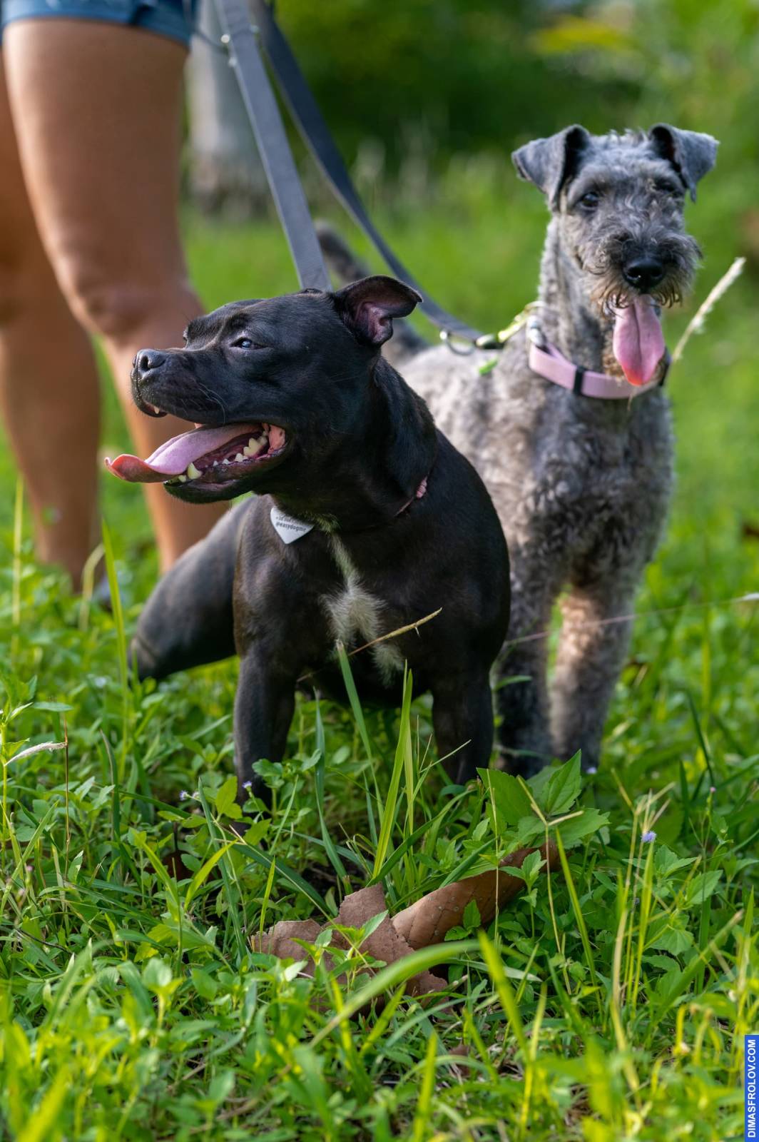 dogs Valeriia @EasyDogMe กับ Stuffy และ Kerry Blue Terrier. บาทต่อภาพ 117876 (2023-05-03 22:16:31)