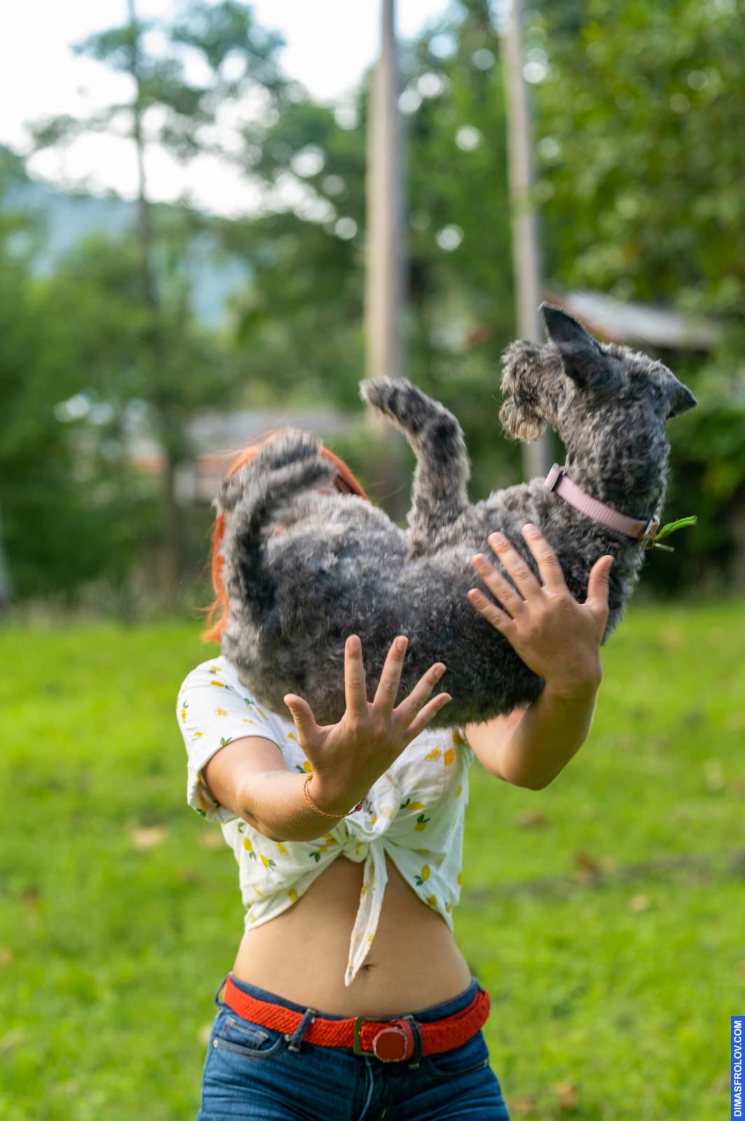 dogs Valeriia @EasyDogMe กับ Stuffy และ Kerry Blue Terrier. บาทต่อภาพ 117887 (2023-05-03 22:16:31)