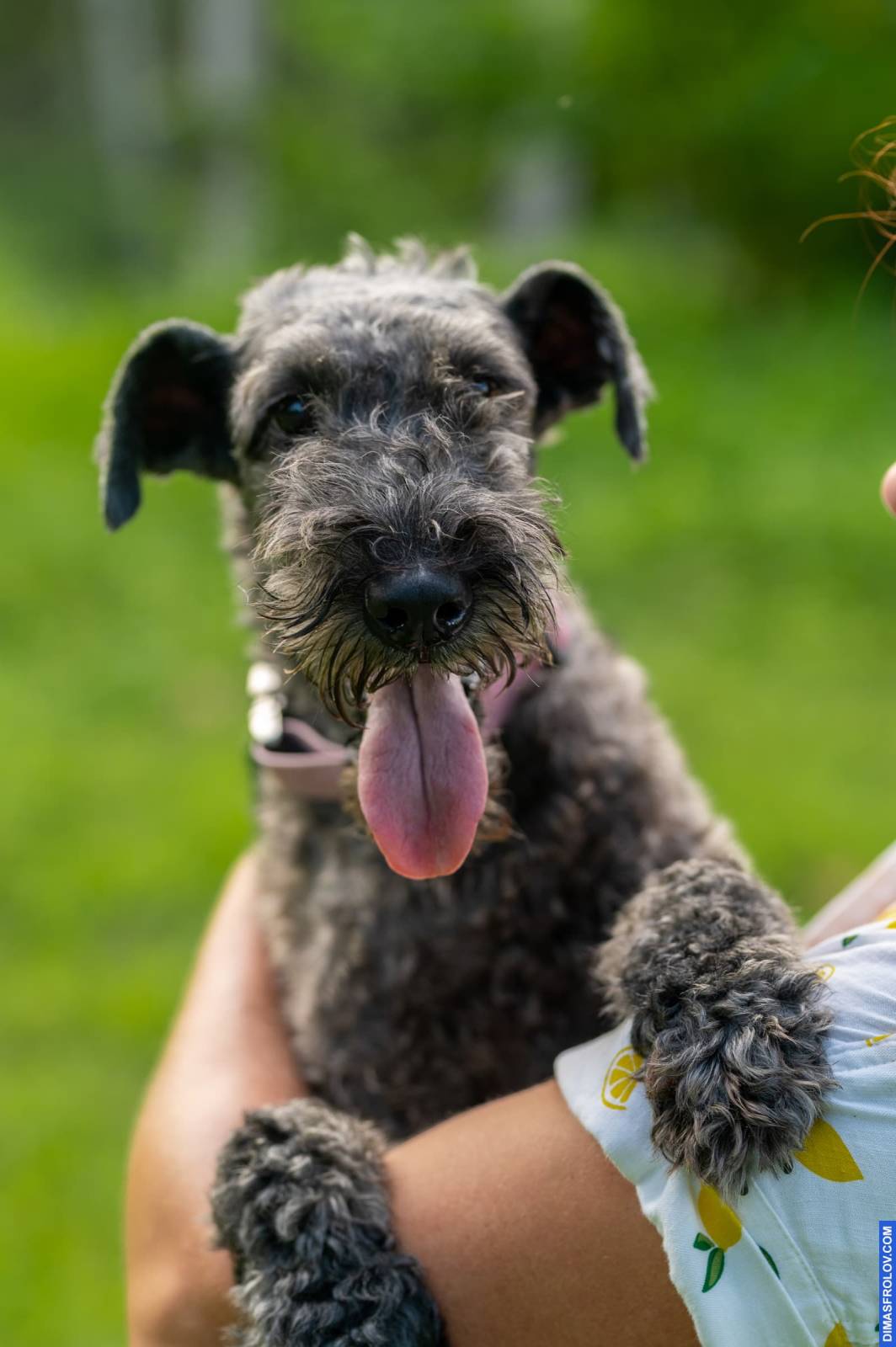 dogs Valeriia @EasyDogMe กับ Stuffy และ Kerry Blue Terrier. บาทต่อภาพ 117888 (2023-05-03 22:16:31)