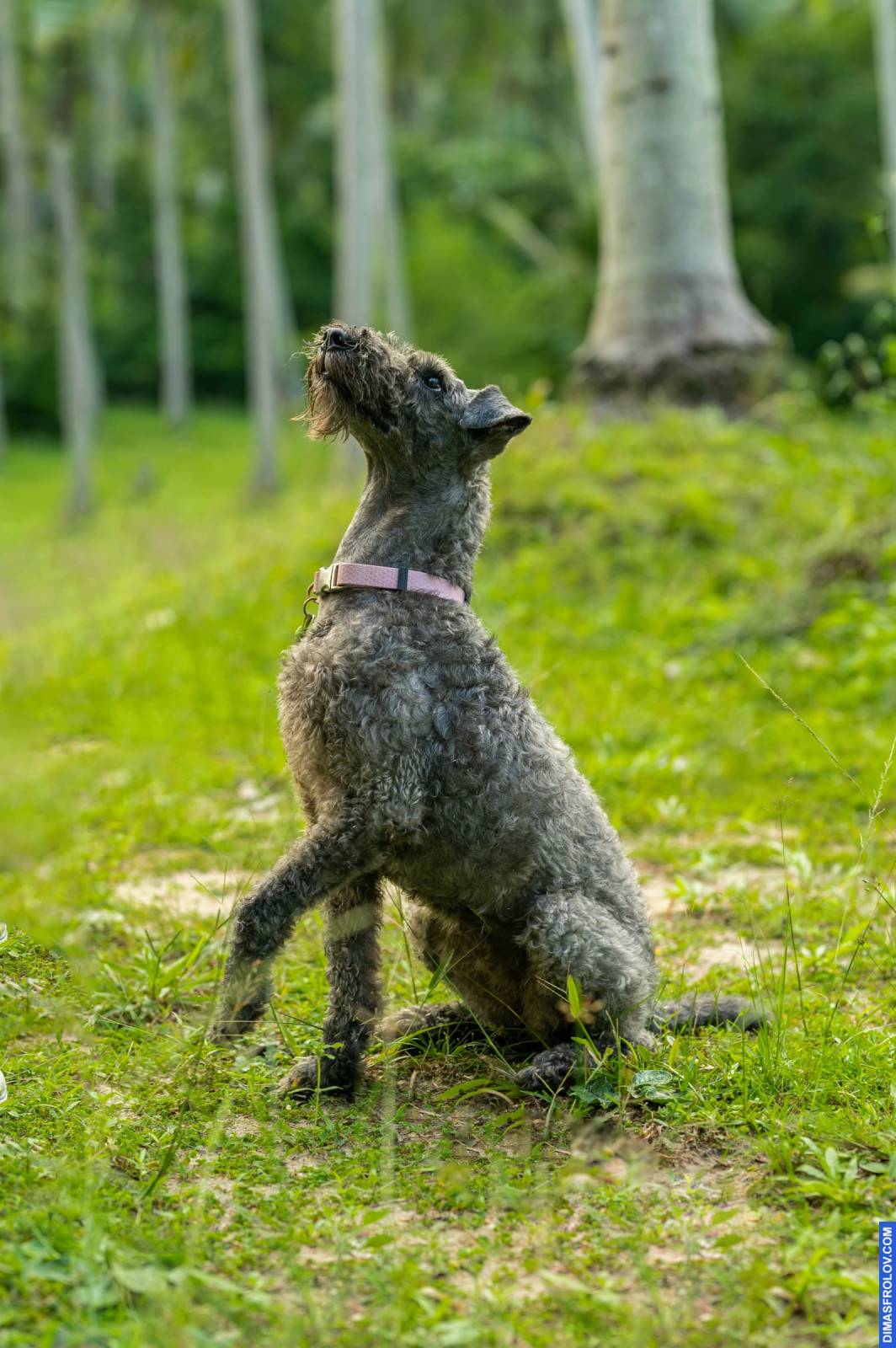 dogs Valeriia @EasyDogMe กับ Stuffy และ Kerry Blue Terrier. บาทต่อภาพ 117901 (2023-05-03 22:16:31)