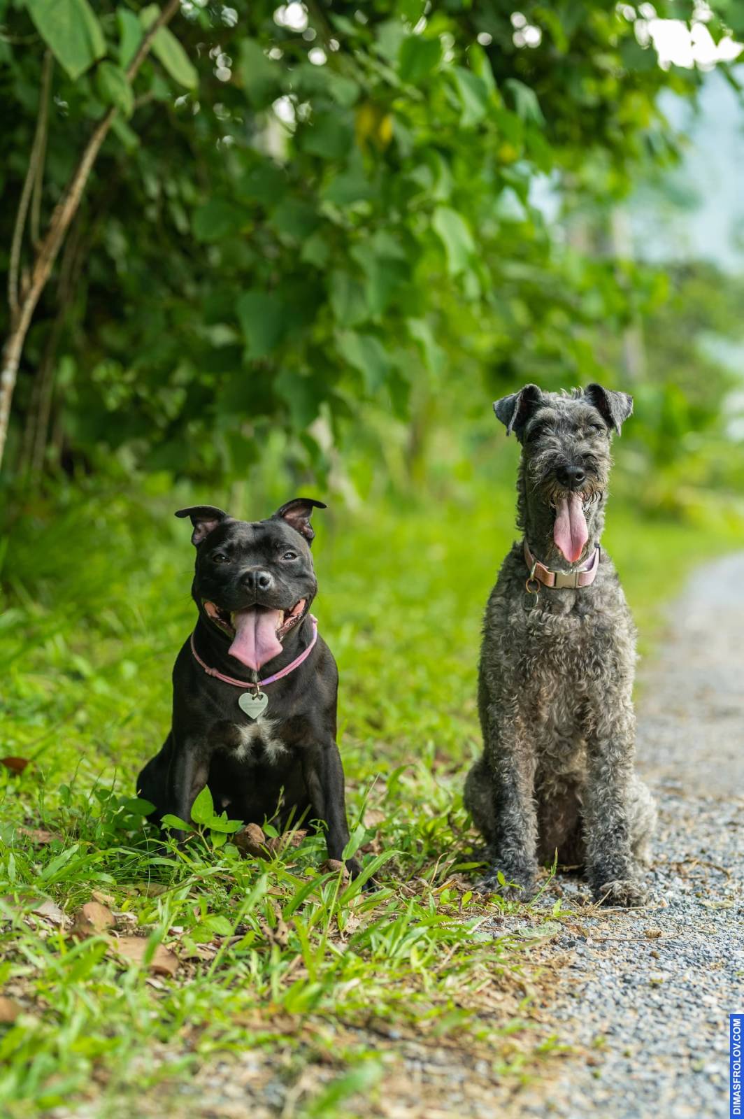 dogs Valeriia @EasyDogMe กับ Stuffy และ Kerry Blue Terrier. บาทต่อภาพ 117902 (2023-05-03 22:16:31)