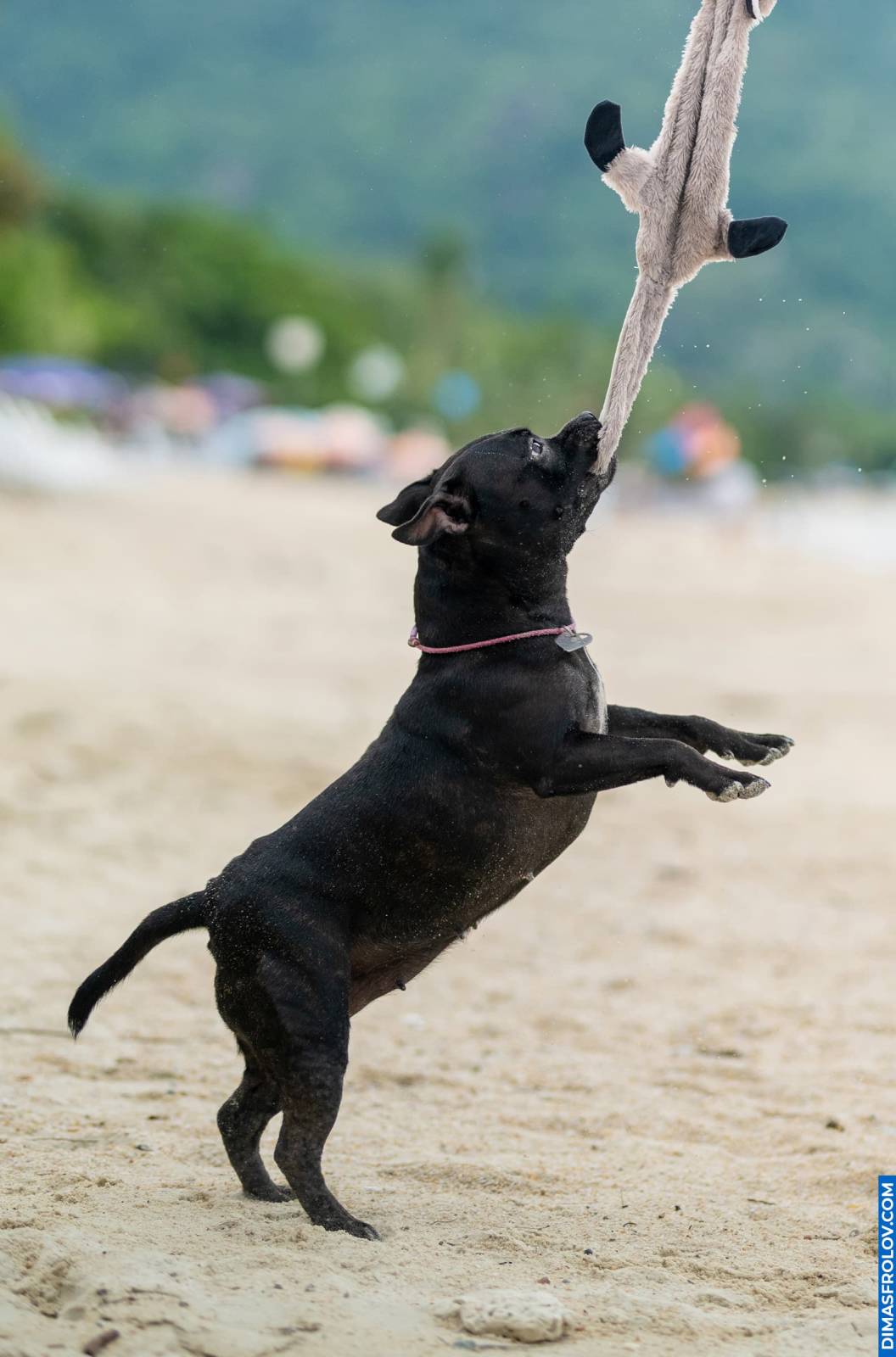 Staffy energético brincando de cabo de guerra na praia, puxando o tecido com empolgação