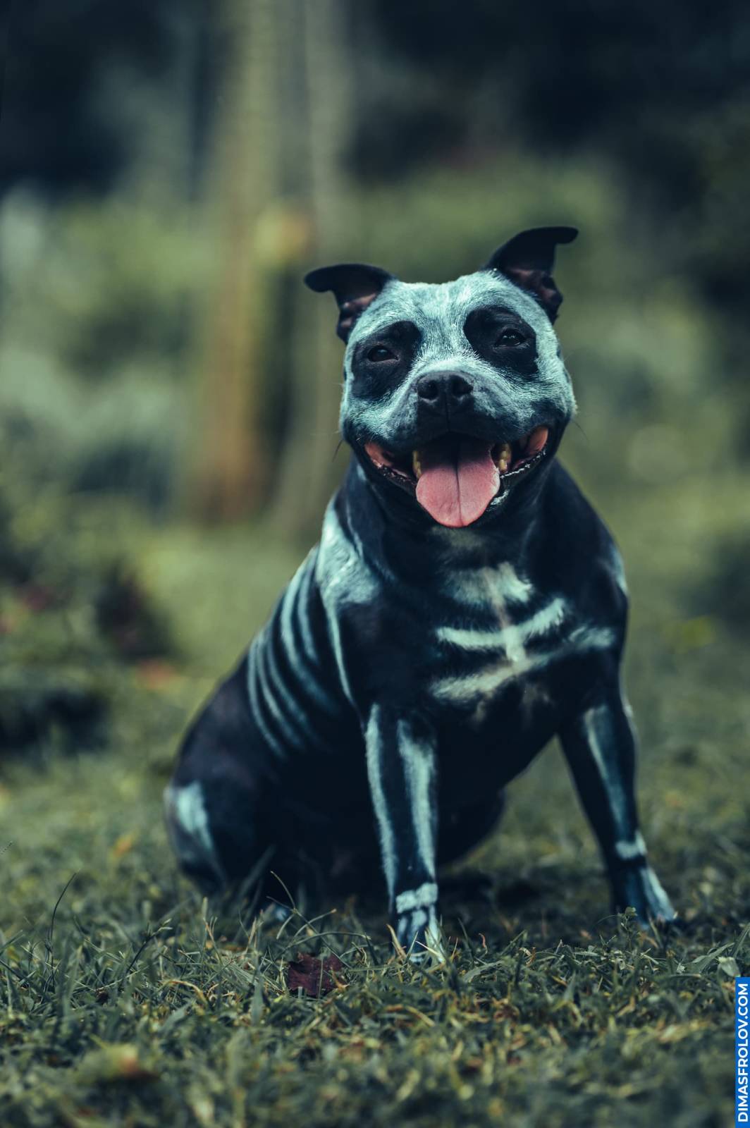 Retrato de Halloween de um staffy pintado como um esqueleto sentado na grama