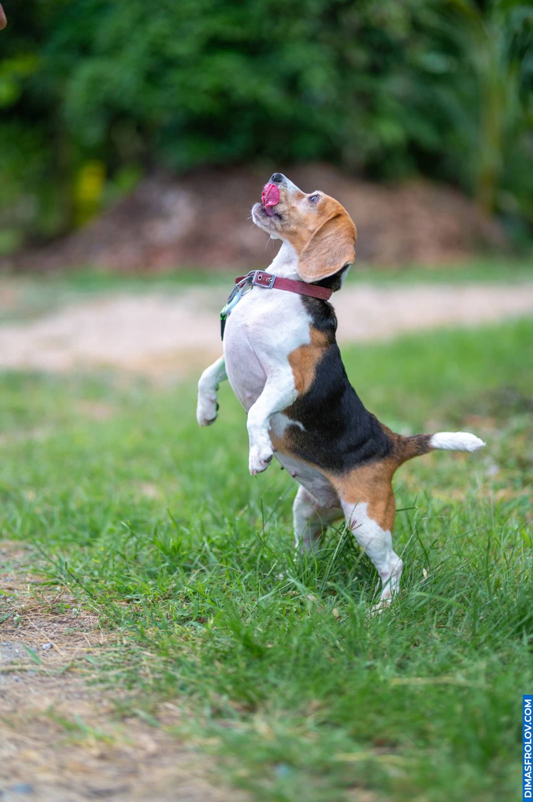 Energetic beagle jumping up on grass during fun outdoor session