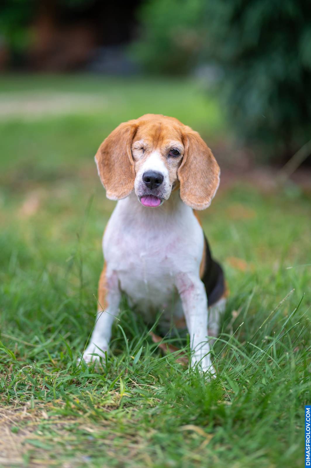 Beagle feliz sentado na grama verde e posando para o fotógrafo de cães ao ar livre