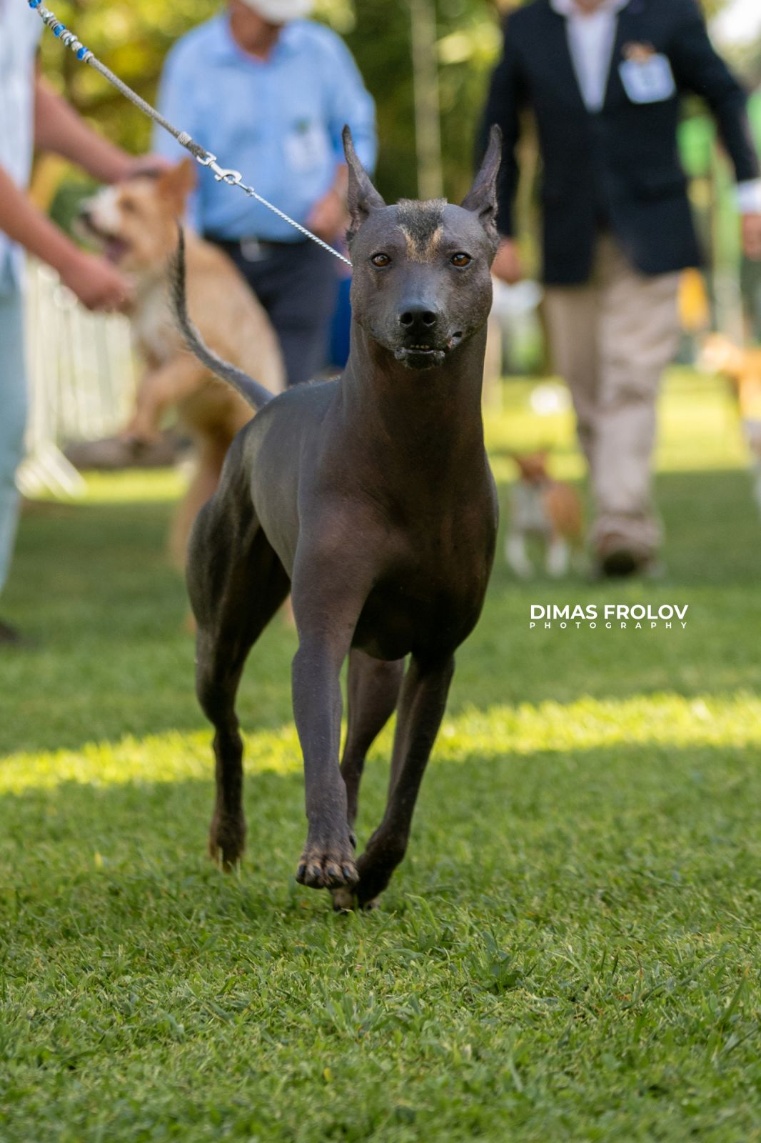 Dog photography portfolio. Photo Alentejo-011847-086cdce028.