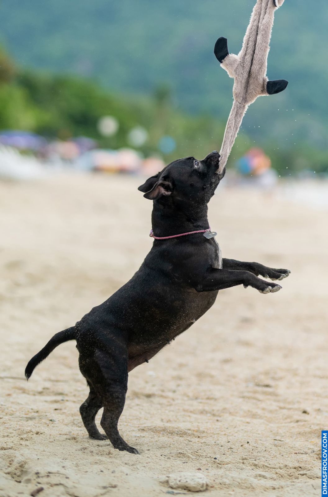 Energetic staffy playing tug-of-war on the beach, pulling fabric with excitement
