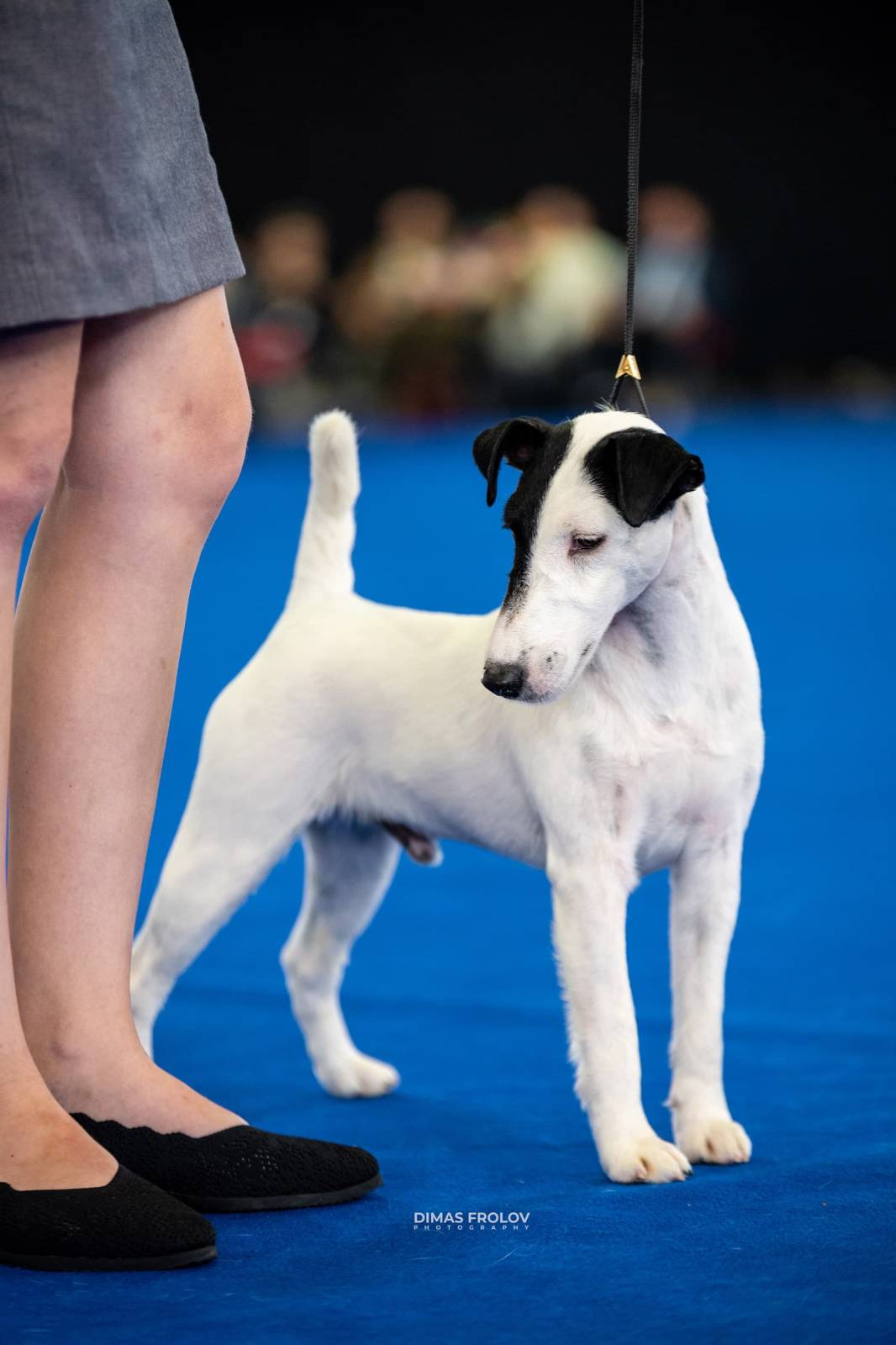 dogs Aveiro Dog Show 2025. บาทต่อภาพ 129629 (2025-07-20 13:02:58)