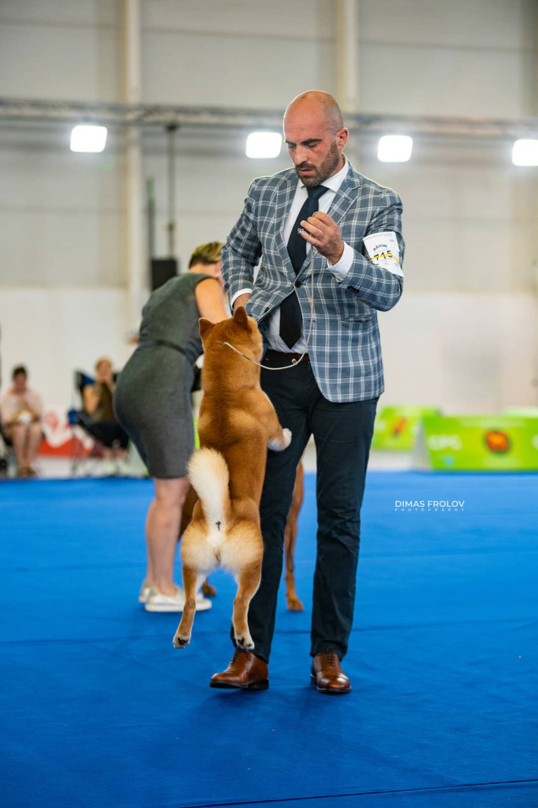 dogs Aveiro Dog Show 2025. บาทต่อภาพ 129631 (2025-07-20 13:02:58)