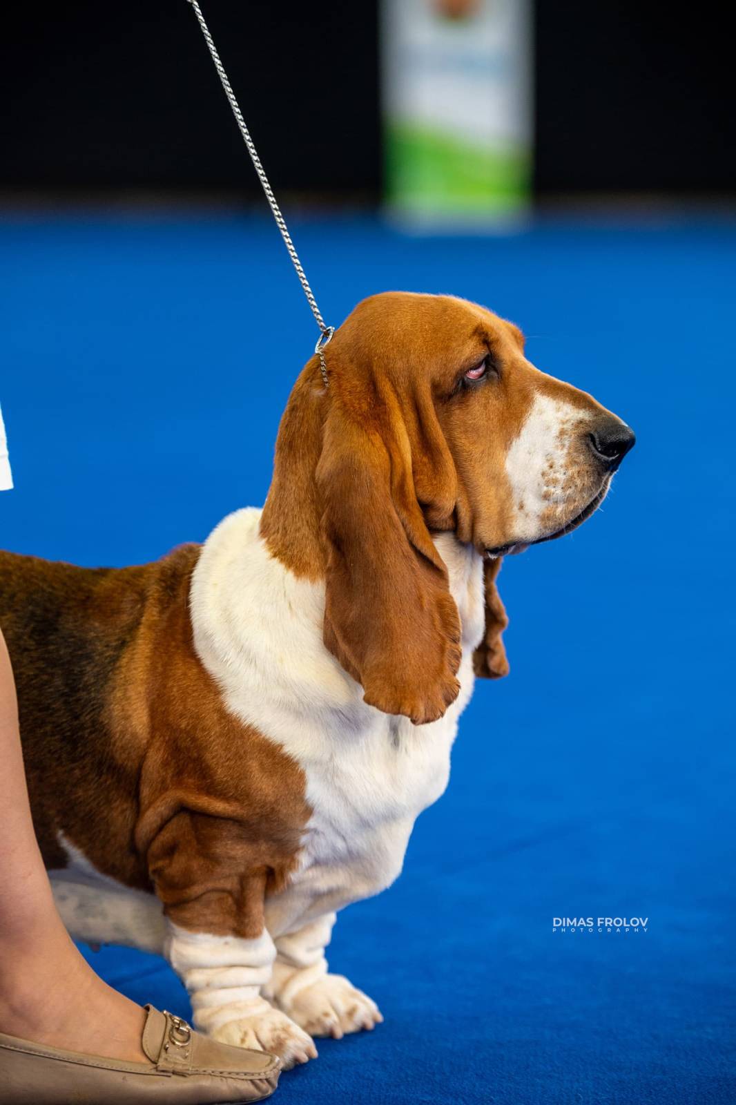 dogs Aveiro Dog Show 2025. บาทต่อภาพ 129638 (2025-07-20 13:02:59)