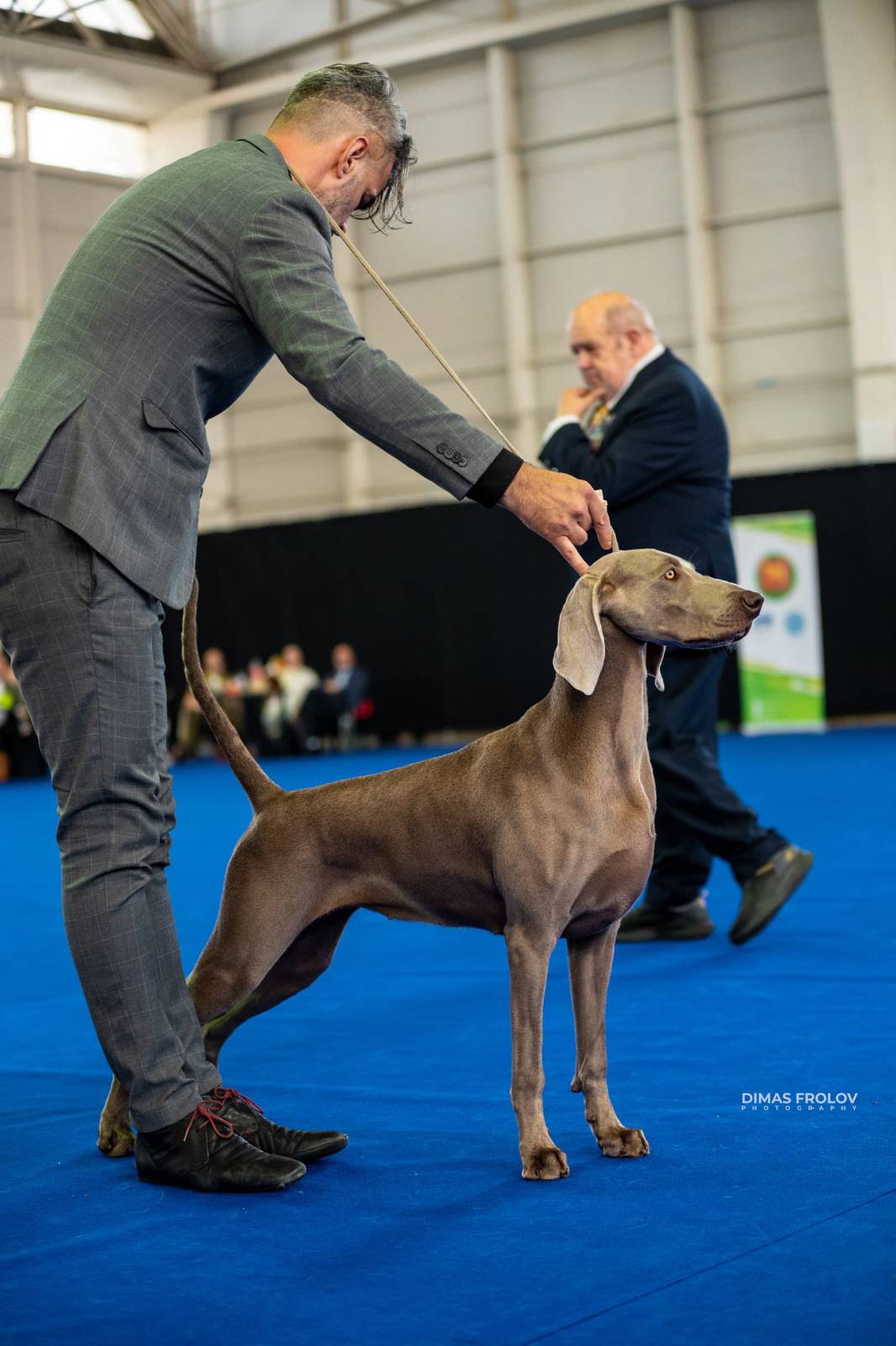 dogs Aveiro Dog Show 2025. บาทต่อภาพ 129636 (2025-07-20 13:02:59)