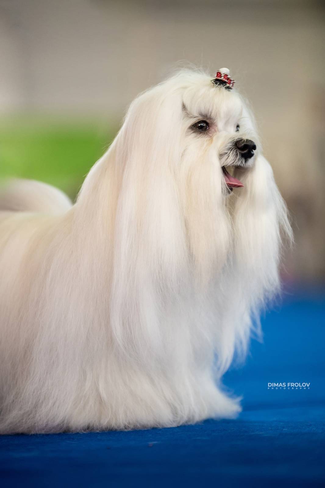 dogs Aveiro Dog Show 2025. บาทต่อภาพ 129644 (2025-07-20 13:02:59)