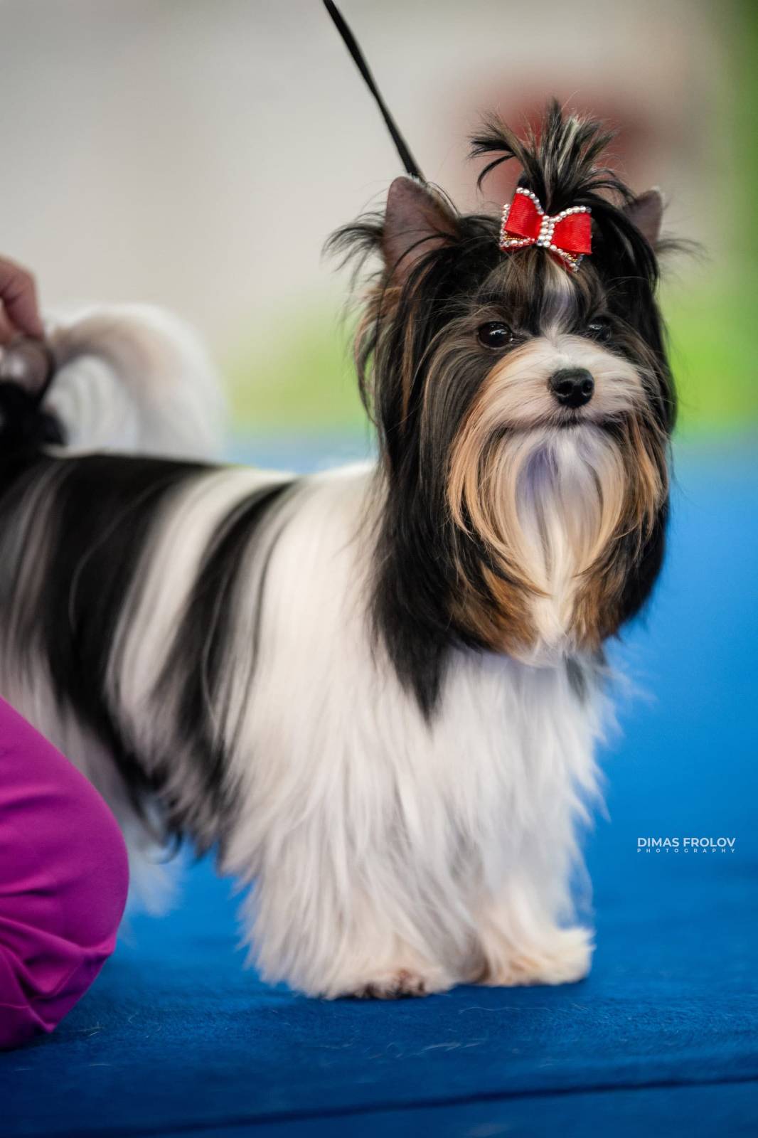 dogs Aveiro Dog Show 2025. บาทต่อภาพ 129703 (2025-07-20 13:03:04)