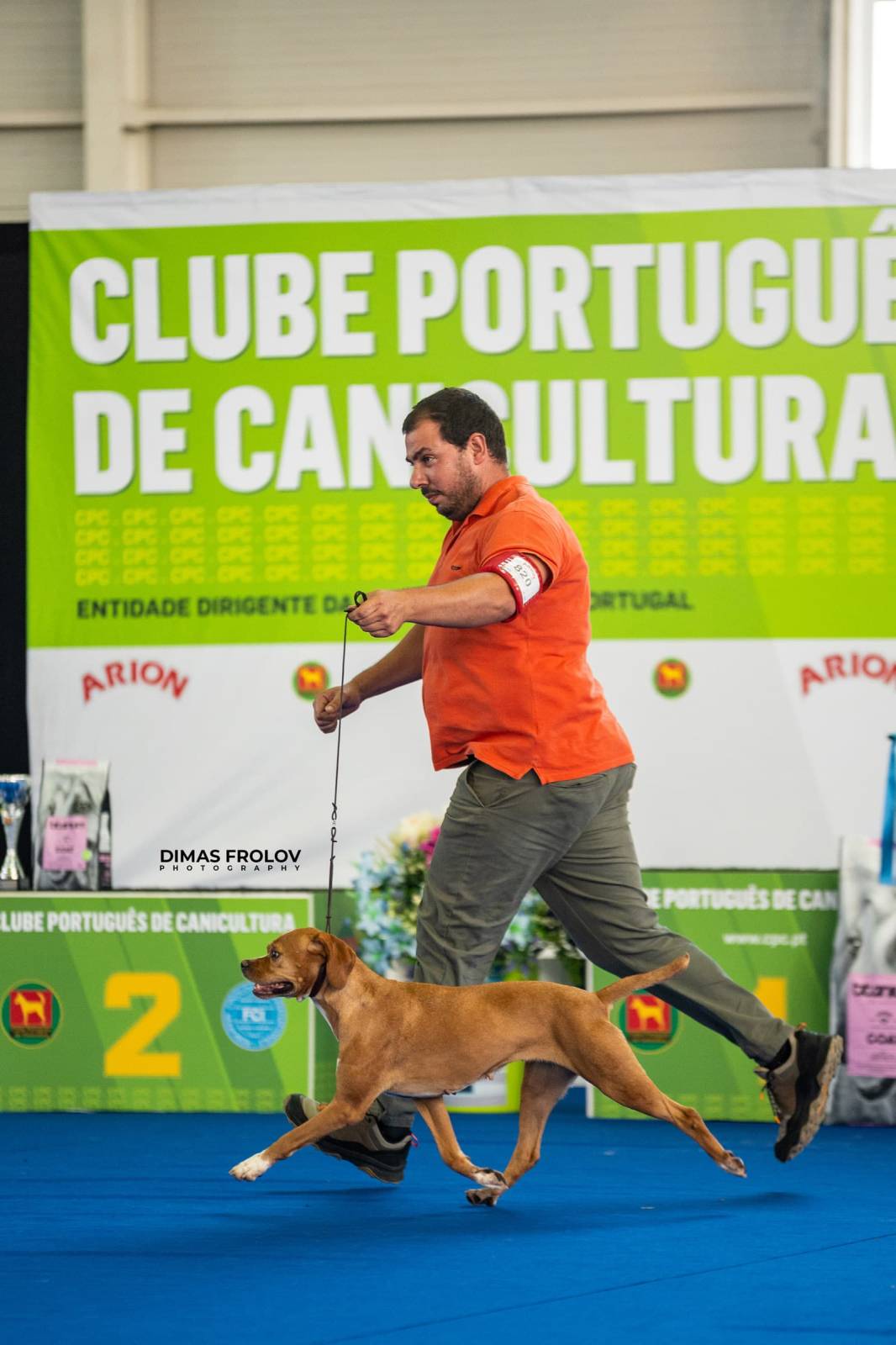 dogs Aveiro Dog Show 2025. บาทต่อภาพ 129718 (2025-07-20 13:03:04)
