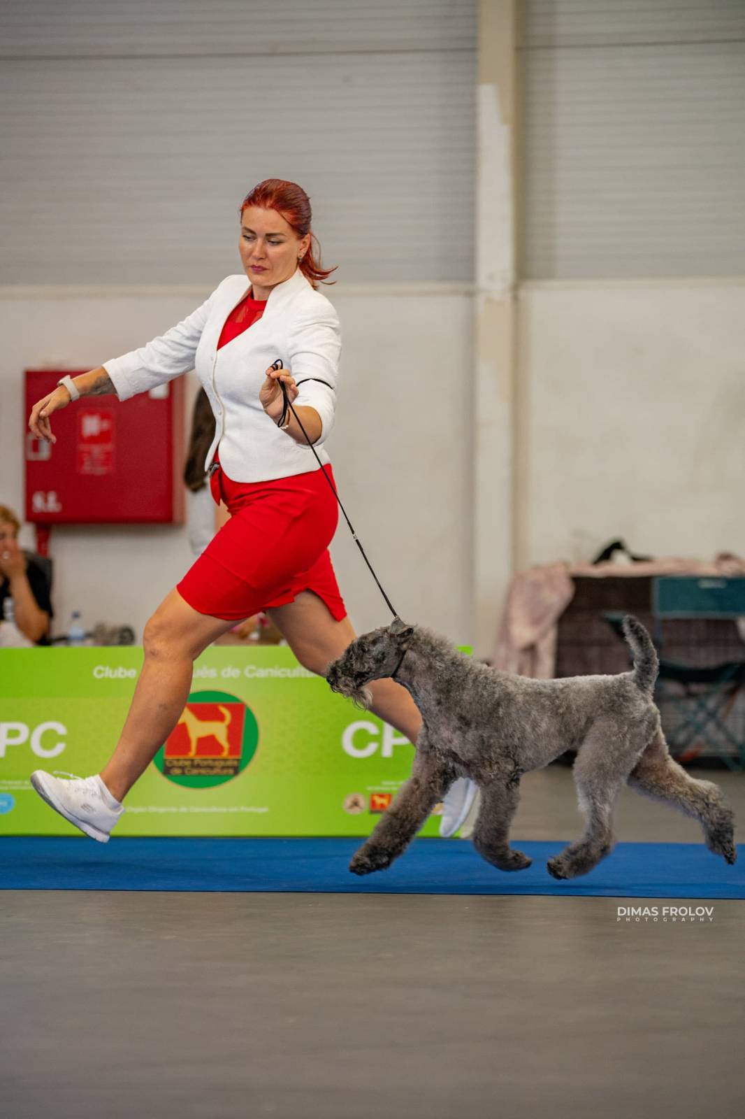dogs Aveiro Dog Show 2025. บาทต่อภาพ 129714 (2025-07-20 13:03:04)
