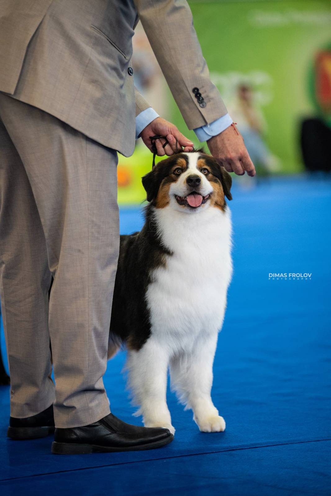 dogs Aveiro Dog Show 2025. บาทต่อภาพ 129753 (2025-07-20 13:03:07)