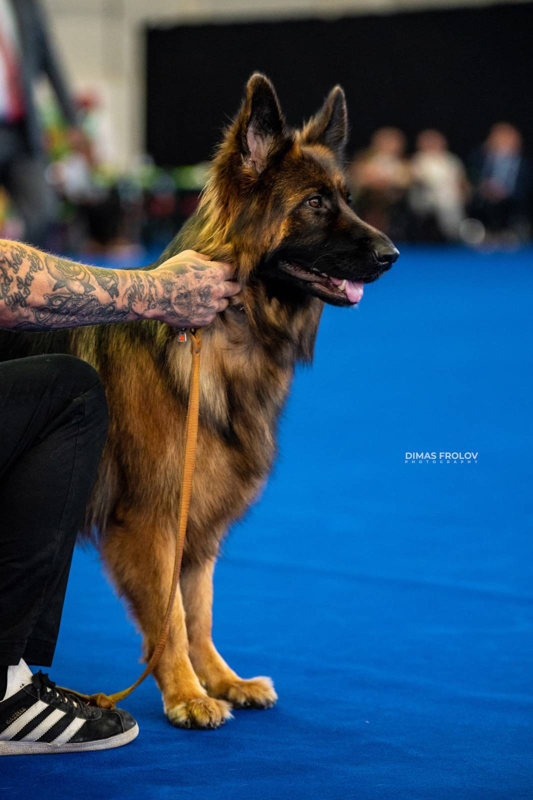 dogs Aveiro Dog Show 2025. บาทต่อภาพ 129739 (2025-07-20 13:03:06)