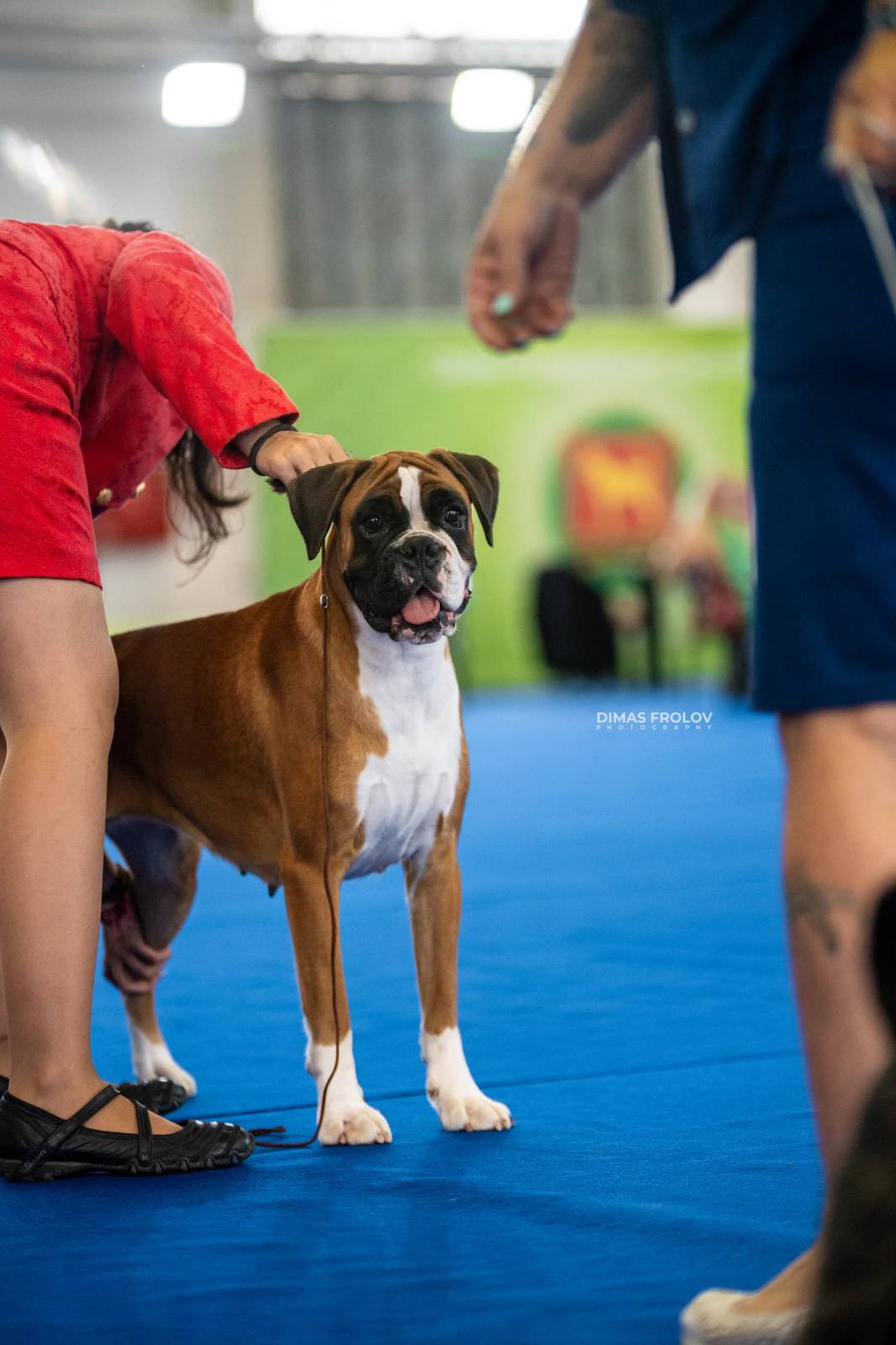 dogs Aveiro Dog Show 2025. บาทต่อภาพ 129733 (2025-07-20 13:03:05)