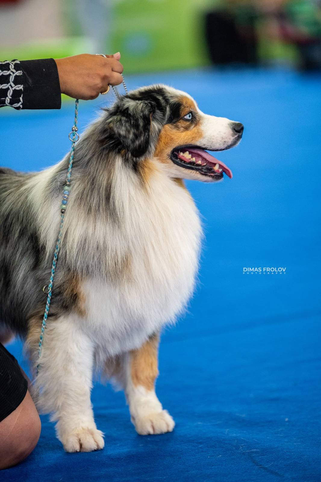 dogs Aveiro Dog Show 2025. บาทต่อภาพ 129750 (2025-07-20 13:03:07)