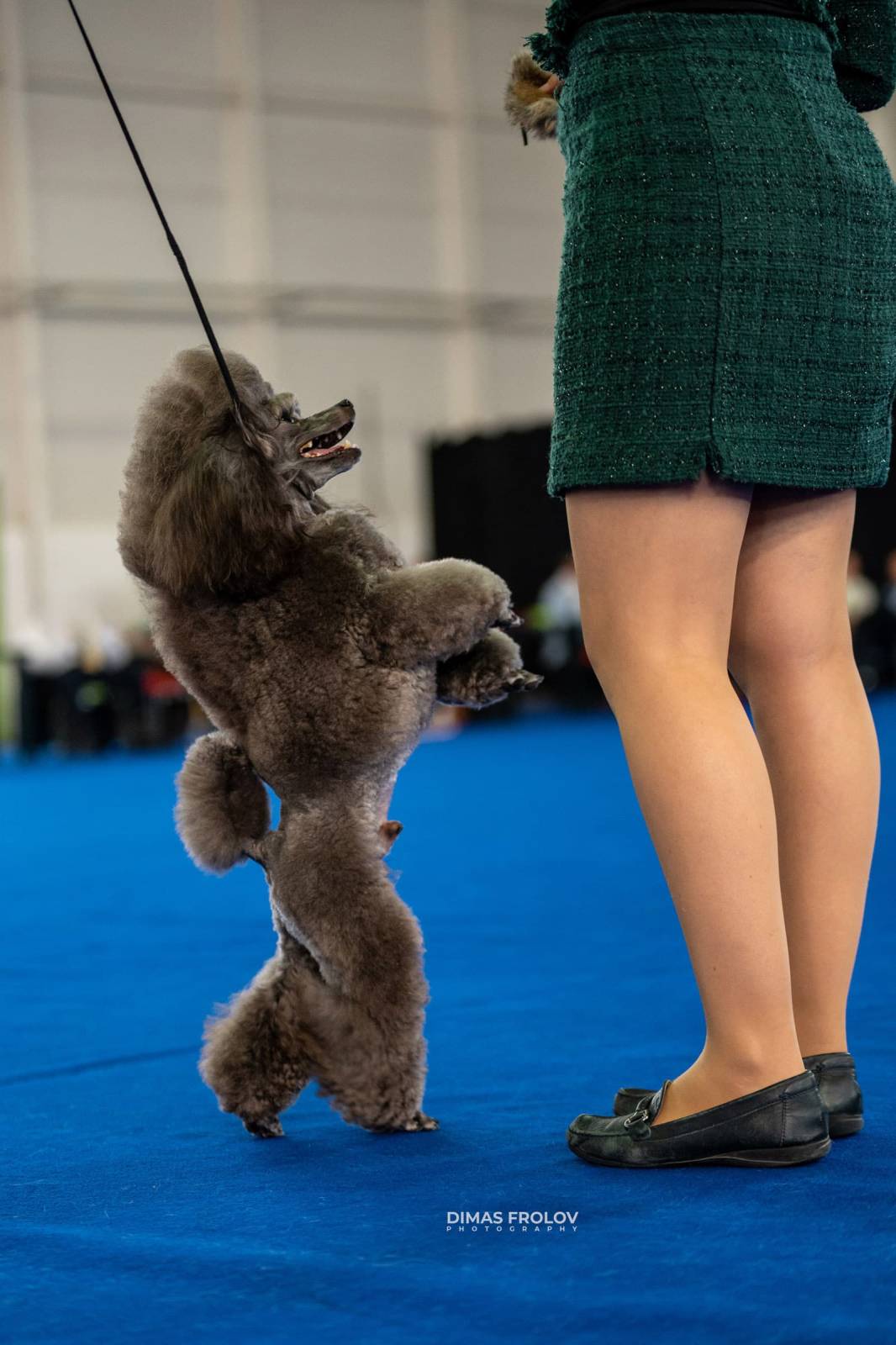 dogs Aveiro Dog Show 2025. บาทต่อภาพ 129659 (2025-07-20 13:03:00)