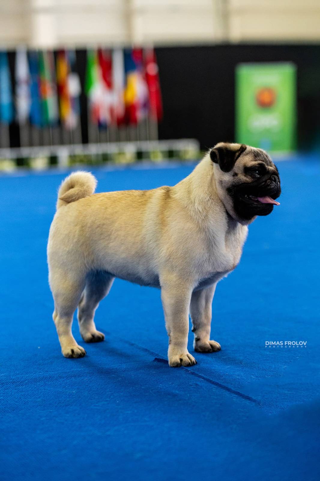dogs Aveiro Dog Show 2025. บาทต่อภาพ 129655 (2025-07-20 13:03:00)