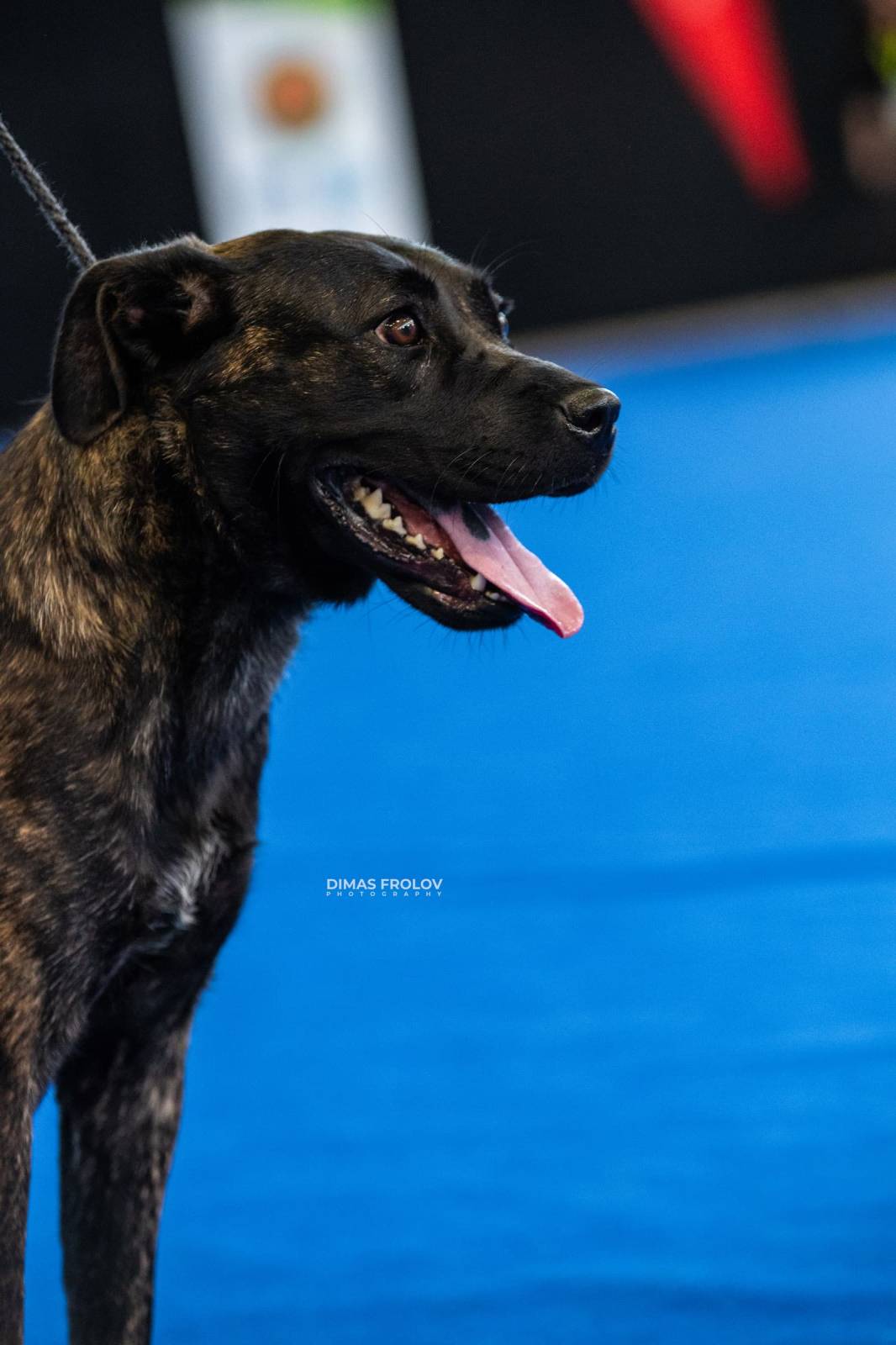 dogs Aveiro Dog Show 2025. บาทต่อภาพ 129647 (2025-07-20 13:03:00)