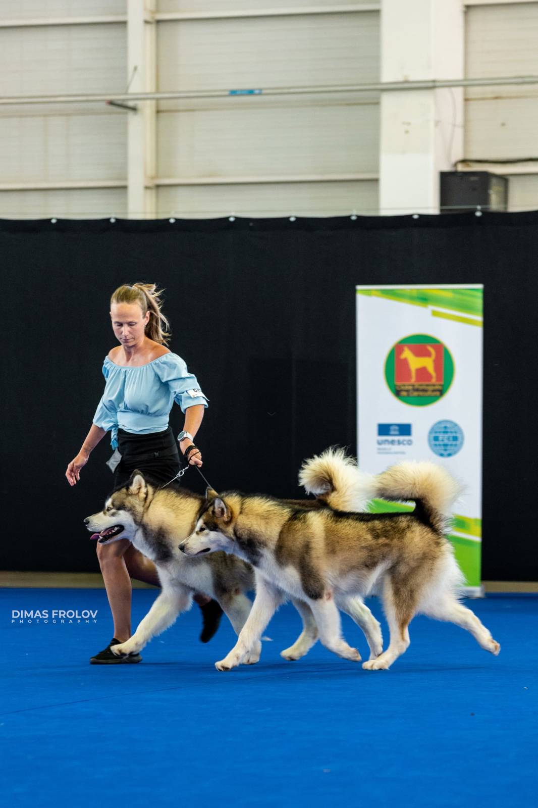 dogs Aveiro Dog Show 2025. บาทต่อภาพ 129666 (2025-07-20 13:03:01)