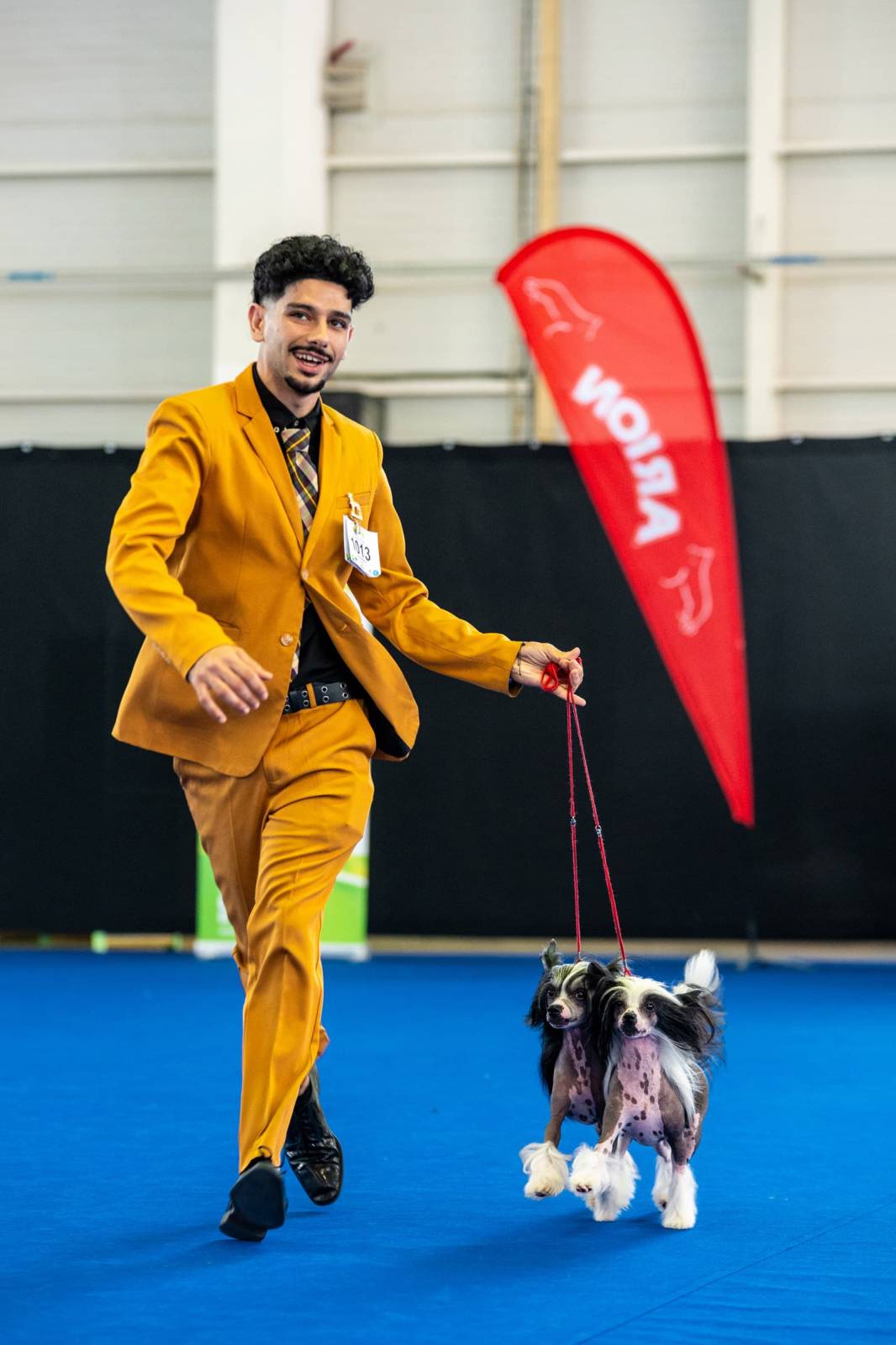 dogs Aveiro Dog Show 2025. บาทต่อภาพ 129661 (2025-07-20 13:03:01)