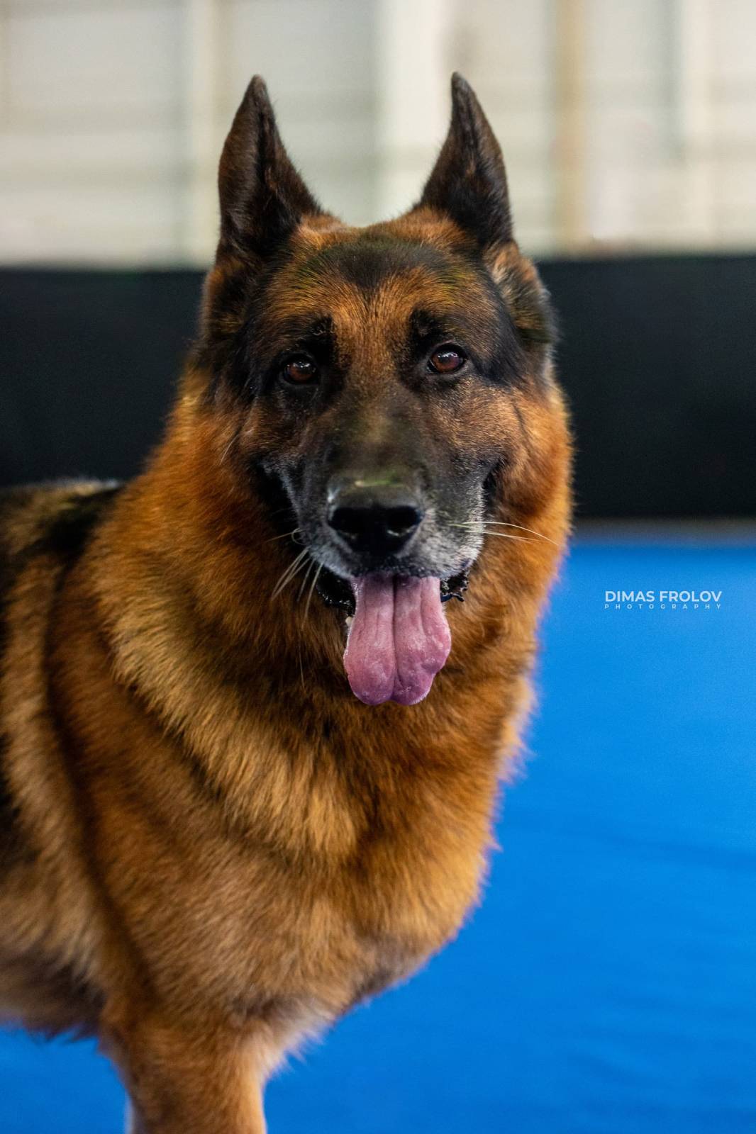 dogs Aveiro Dog Show 2025. บาทต่อภาพ 129675 (2025-07-20 13:03:02)