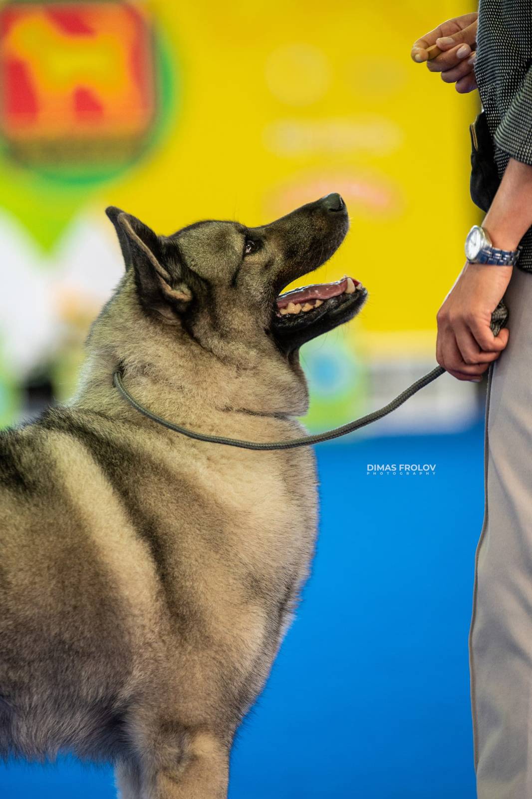 dogs Aveiro Dog Show 2025. บาทต่อภาพ 129679 (2025-07-20 13:03:02)