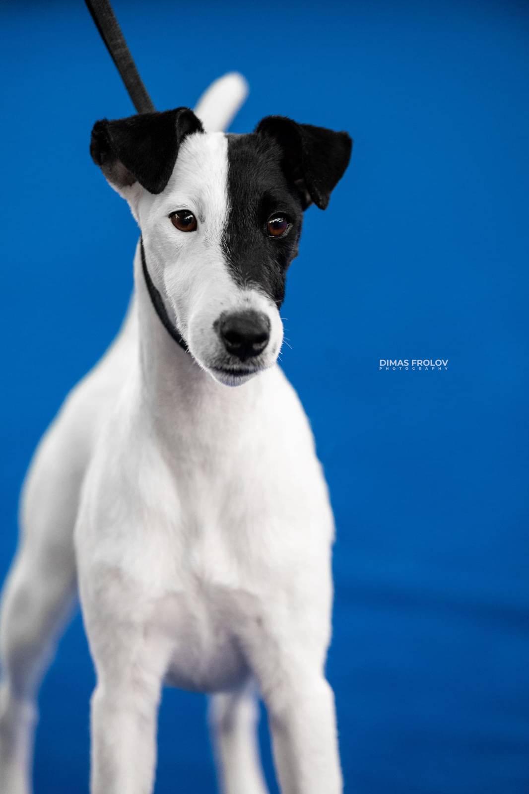 dogs Aveiro Dog Show 2025. บาทต่อภาพ 129632 (2025-07-20 13:02:58)
