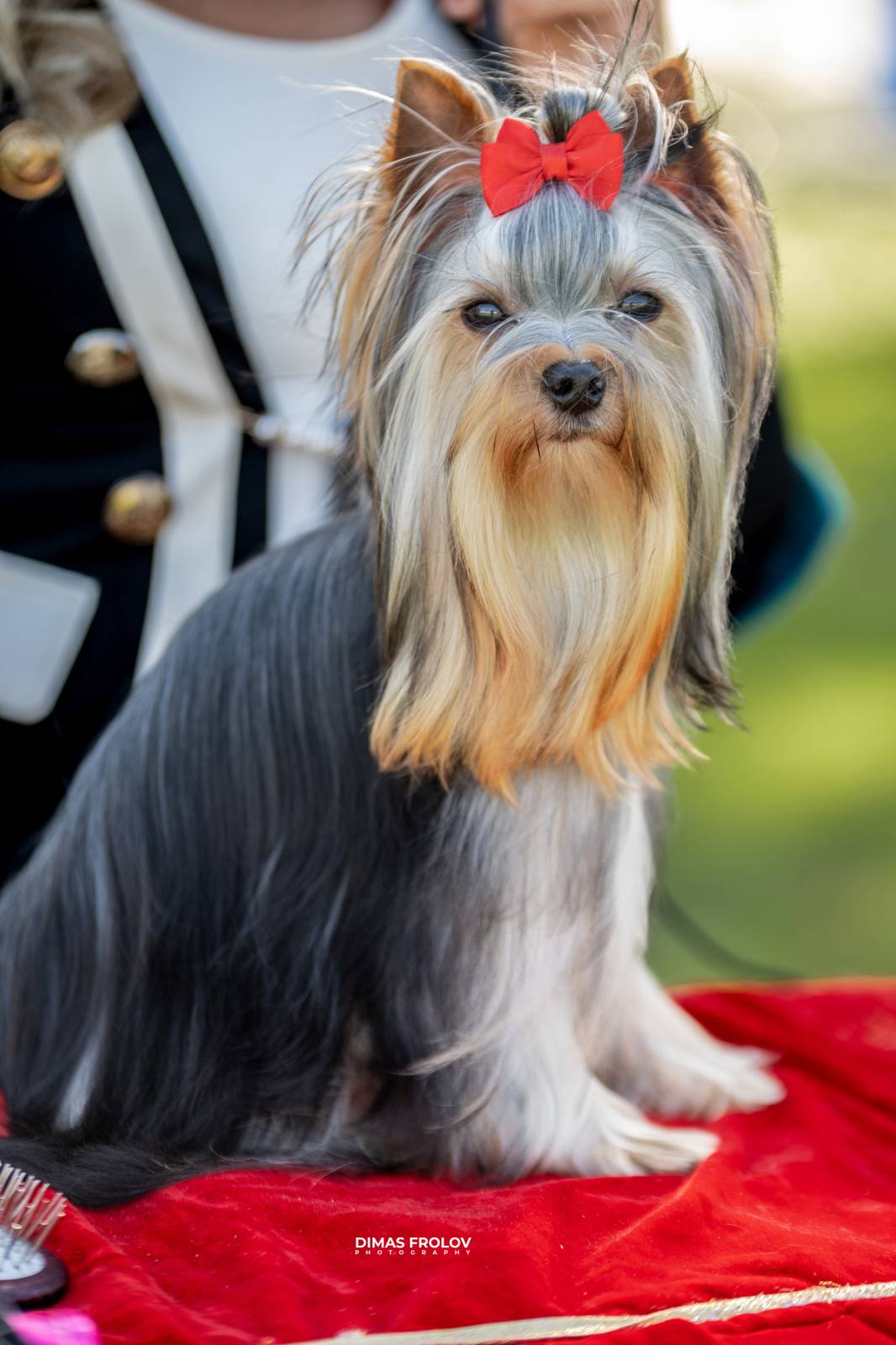 dogs Sintra Dogs Expo. July 2025. บาทต่อภาพ 130118 (2025-08-08 21:38:39)