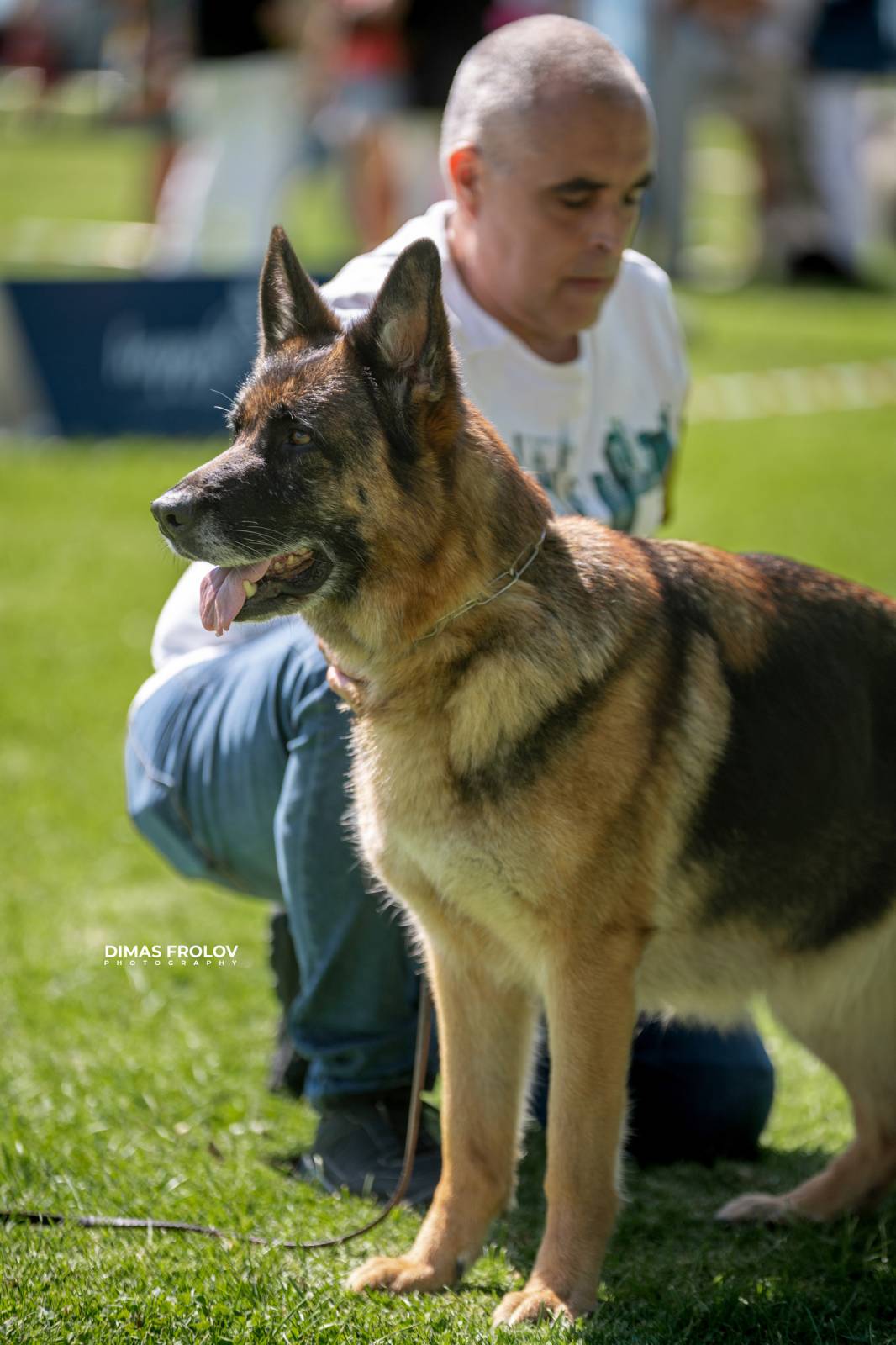 dogs Sintra Dogs Expo. July 2025. บาทต่อภาพ 130127 (2025-08-08 21:38:42)