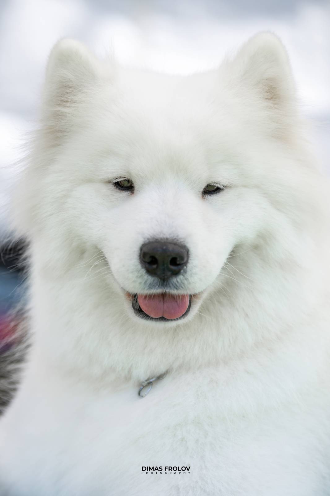 dogs Sintra Dogs Expo. July 2025. บาทต่อภาพ 130105 (2025-08-08 21:38:34)