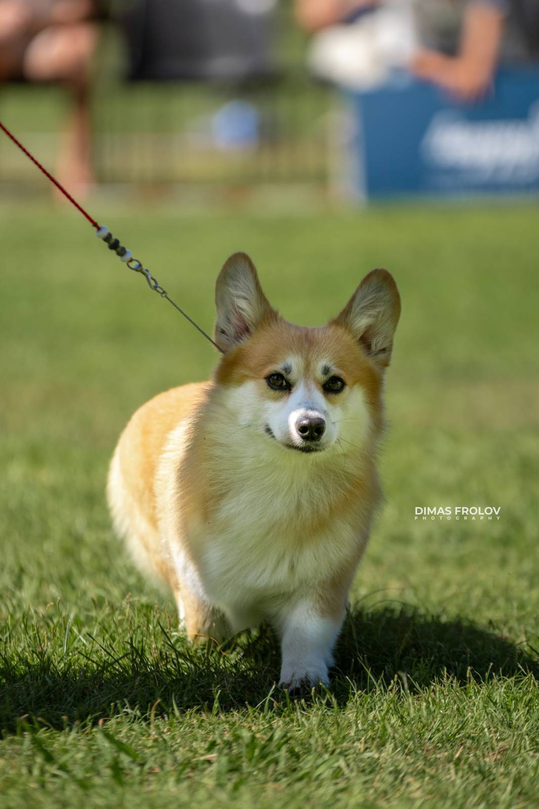 dogs Sintra Dogs Expo. July 2025. บาทต่อภาพ 130139 (2025-08-08 21:38:46)