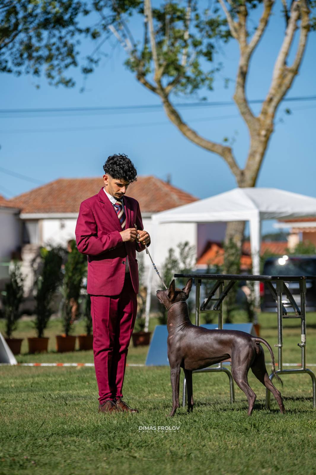 dogs Sintra Dogs Expo. July 2025. บาทต่อภาพ 130115 (2025-08-08 21:38:38)