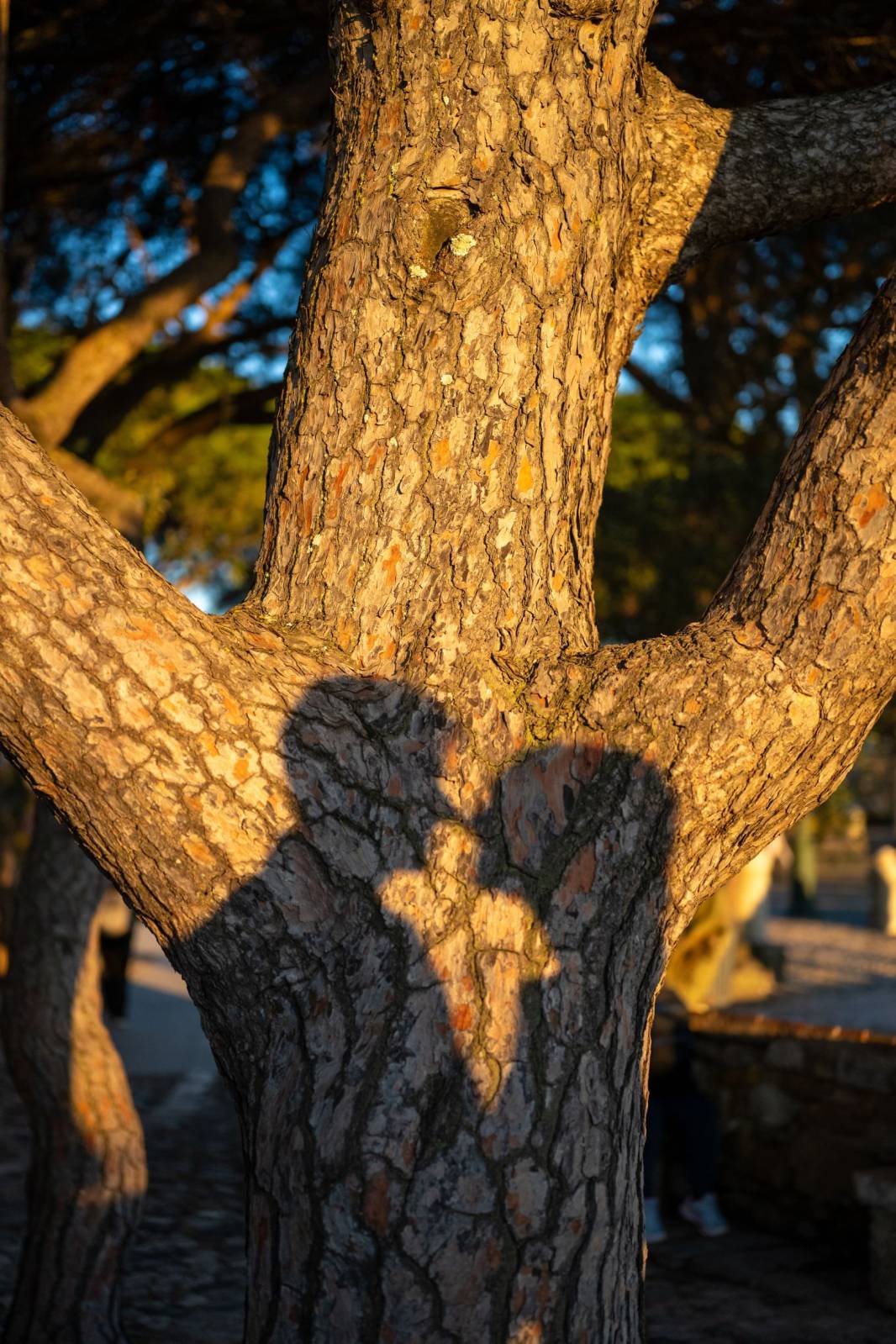 Sessão de Fotos de Pedido de Casamento no Castelo de São Jorge em Lisboa. Foto 131114 (2026-05-01 14:37:54)