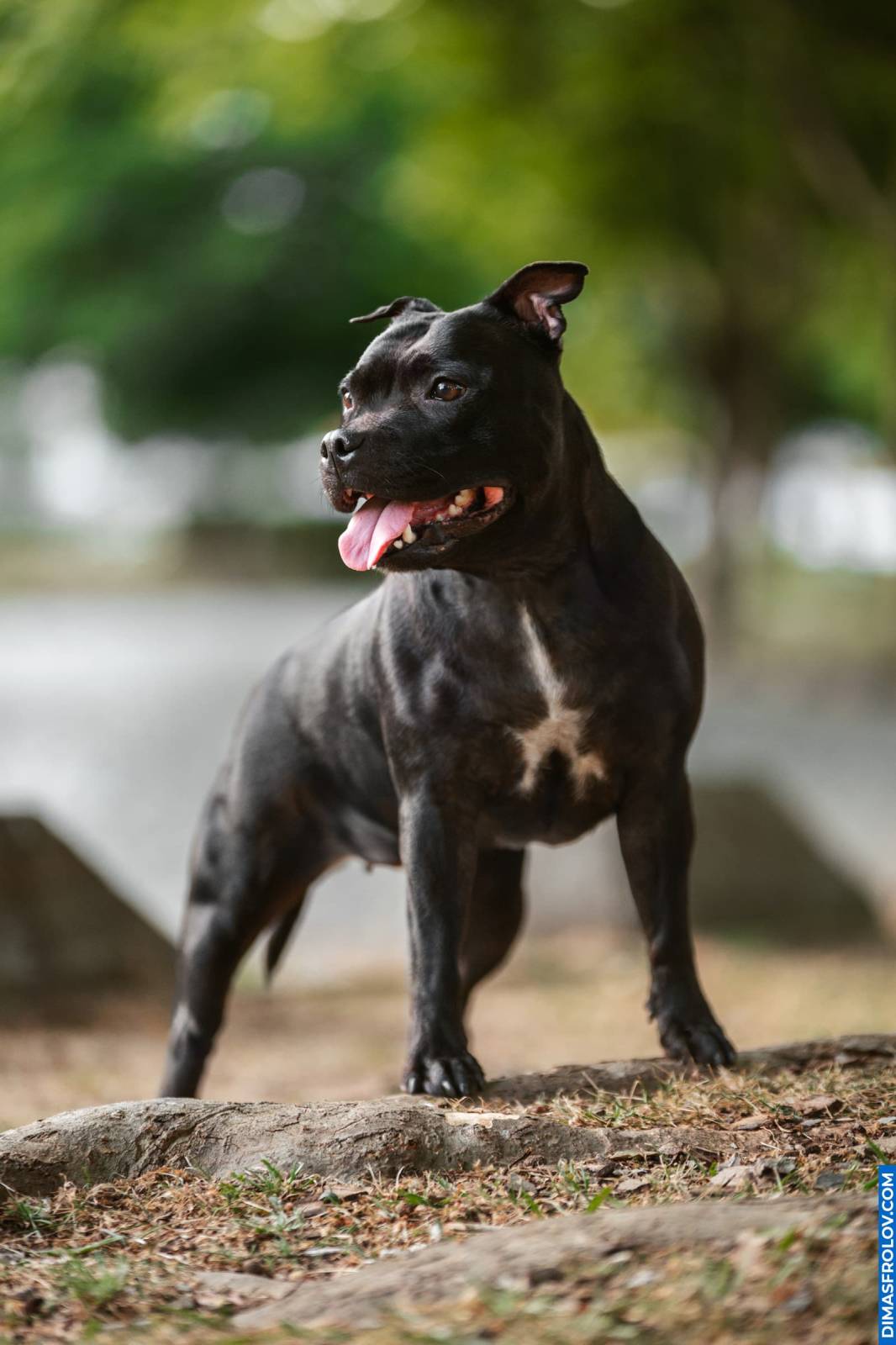 Strong and confident Staffordshire Bull Terrier standing on rocks in the park