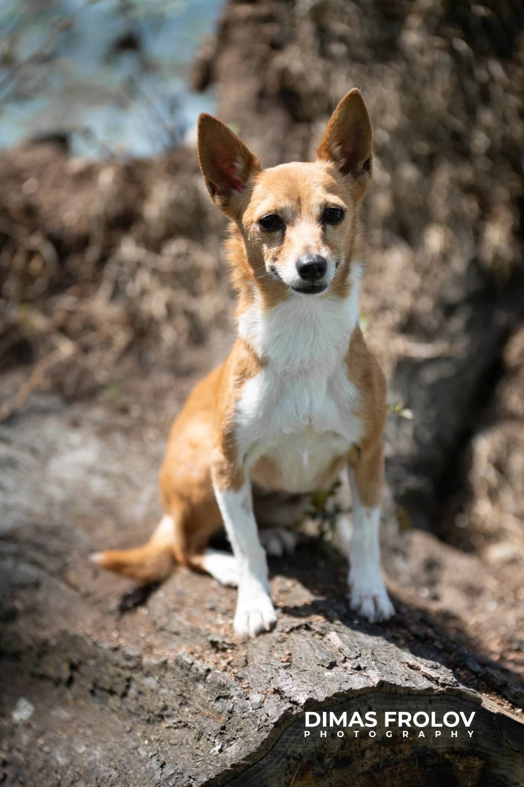 Portfólio de fotografia de cães. Foto Z63-7230-dd3cc6ed3e.