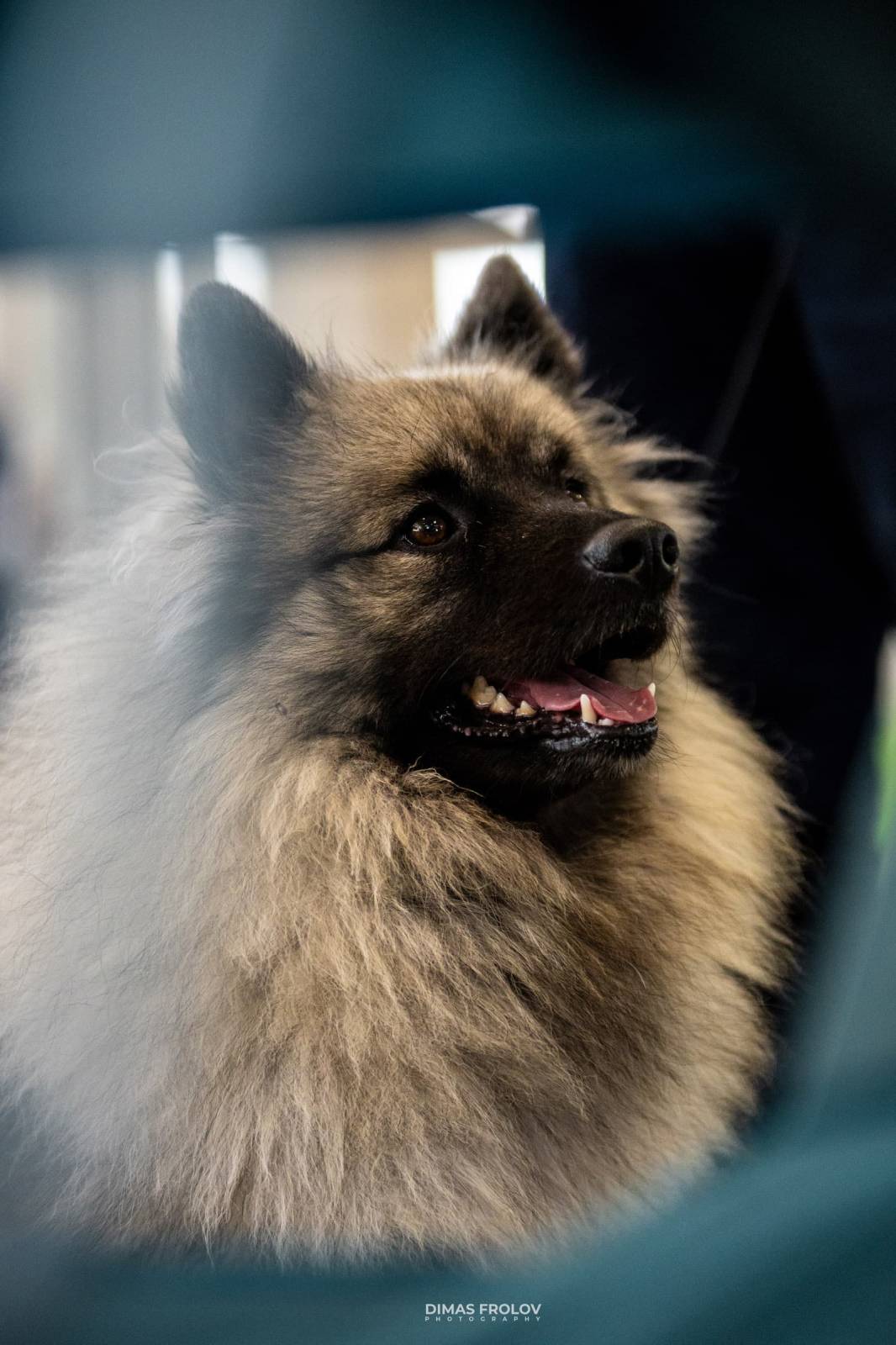 Portfólio de fotografia de cães. Foto aveiro607-3804-e6a15e9e83.