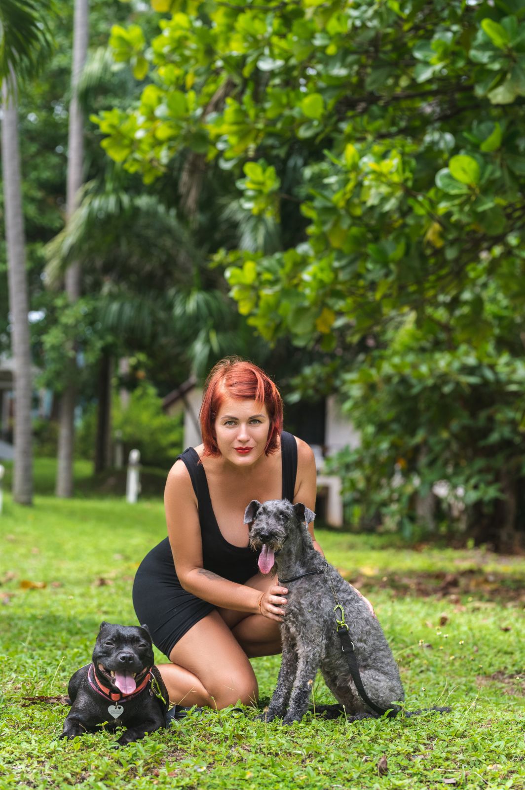 dogs Valeriia @EasyDogMe with Stuffy & Kerry Blue terrier. photo 117836 (2023-05-03 22:16:30)