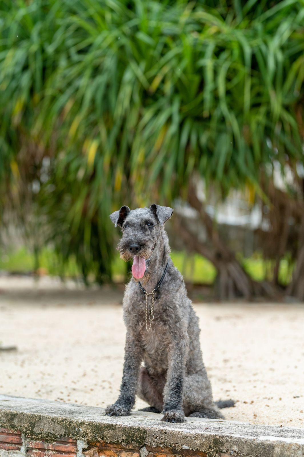 dogs Valeriia @EasyDogMe with Stuffy & Kerry Blue terrier. photo 117872 (2023-05-03 22:16:31)