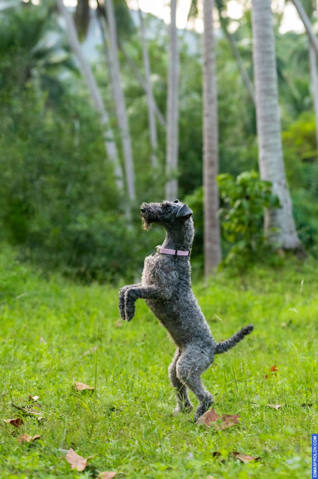 dogs Valeriia @EasyDogMe with Stuffy & Kerry Blue terrier. photo 117923 (2023-05-03 22:16:32)